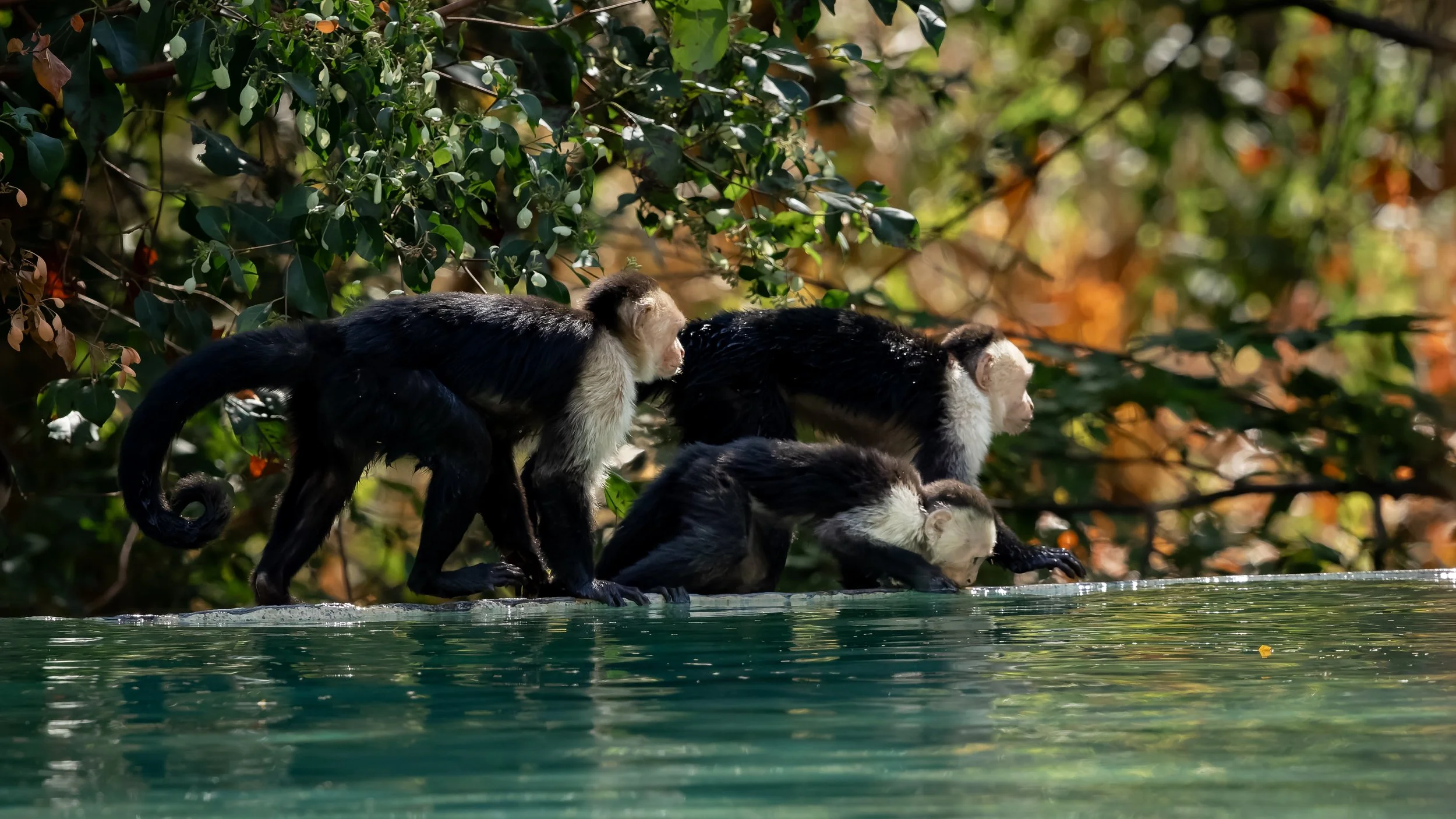 Four monkeys are drinking water from a pool, surrounded by lush green foliage.