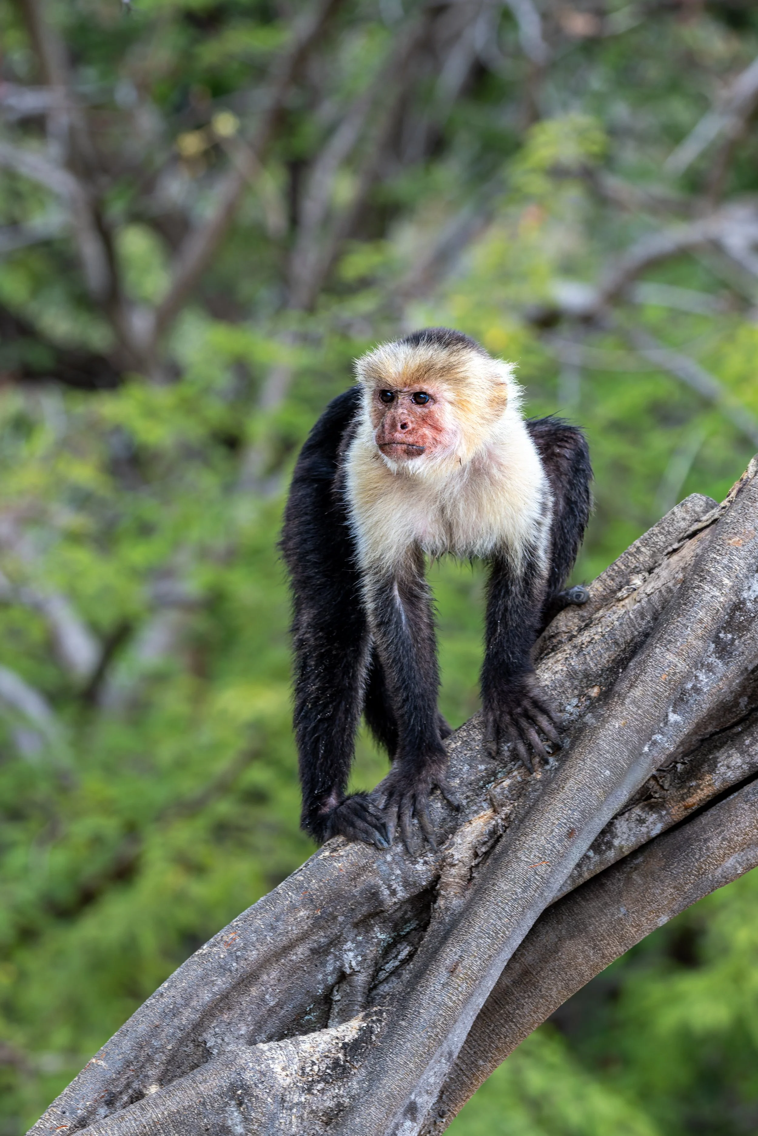 White-faced capuchin monkey on tree, Costa Rica