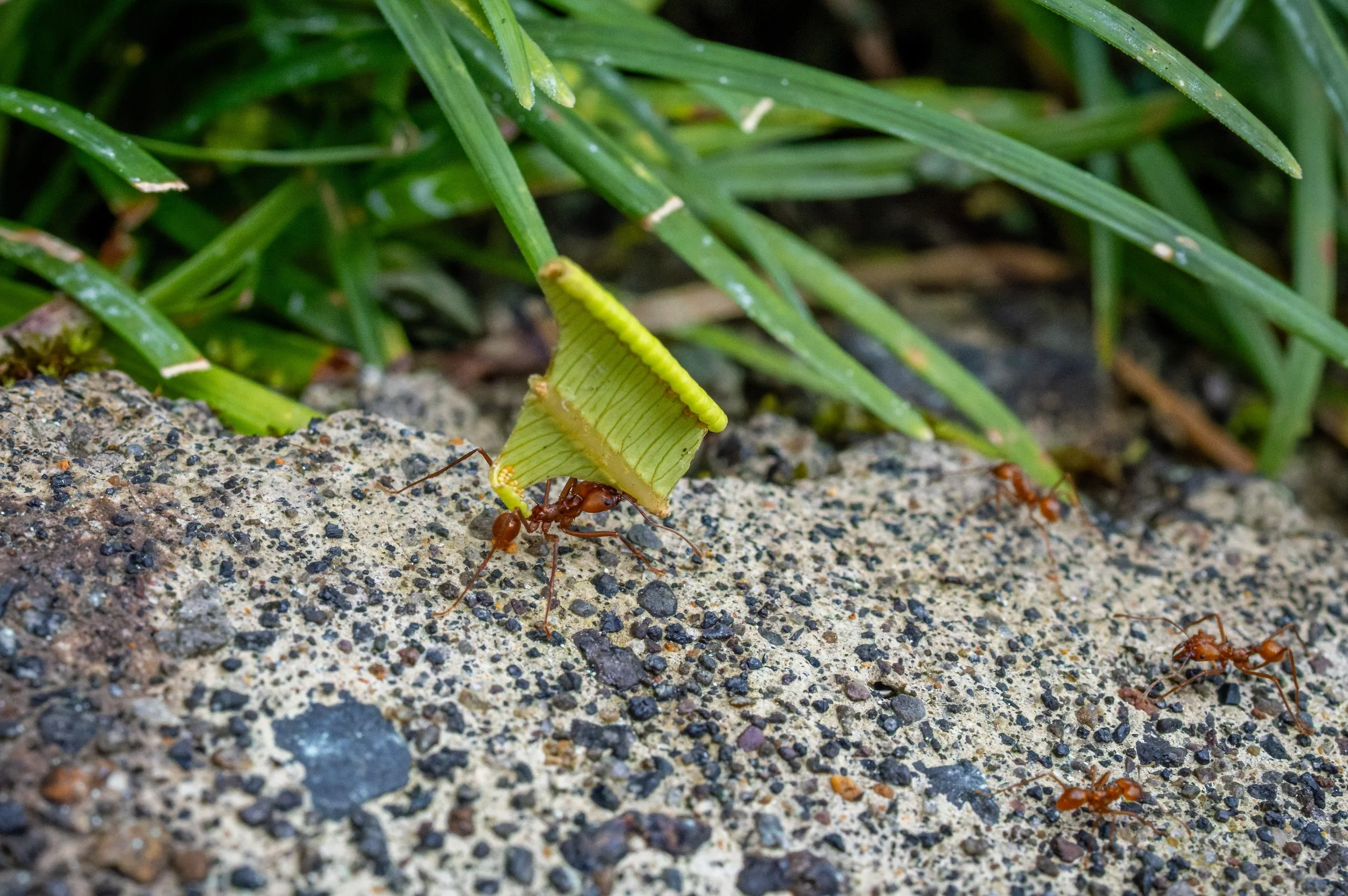 Leafcutter ant carrying leaf fragment, Costa Rica