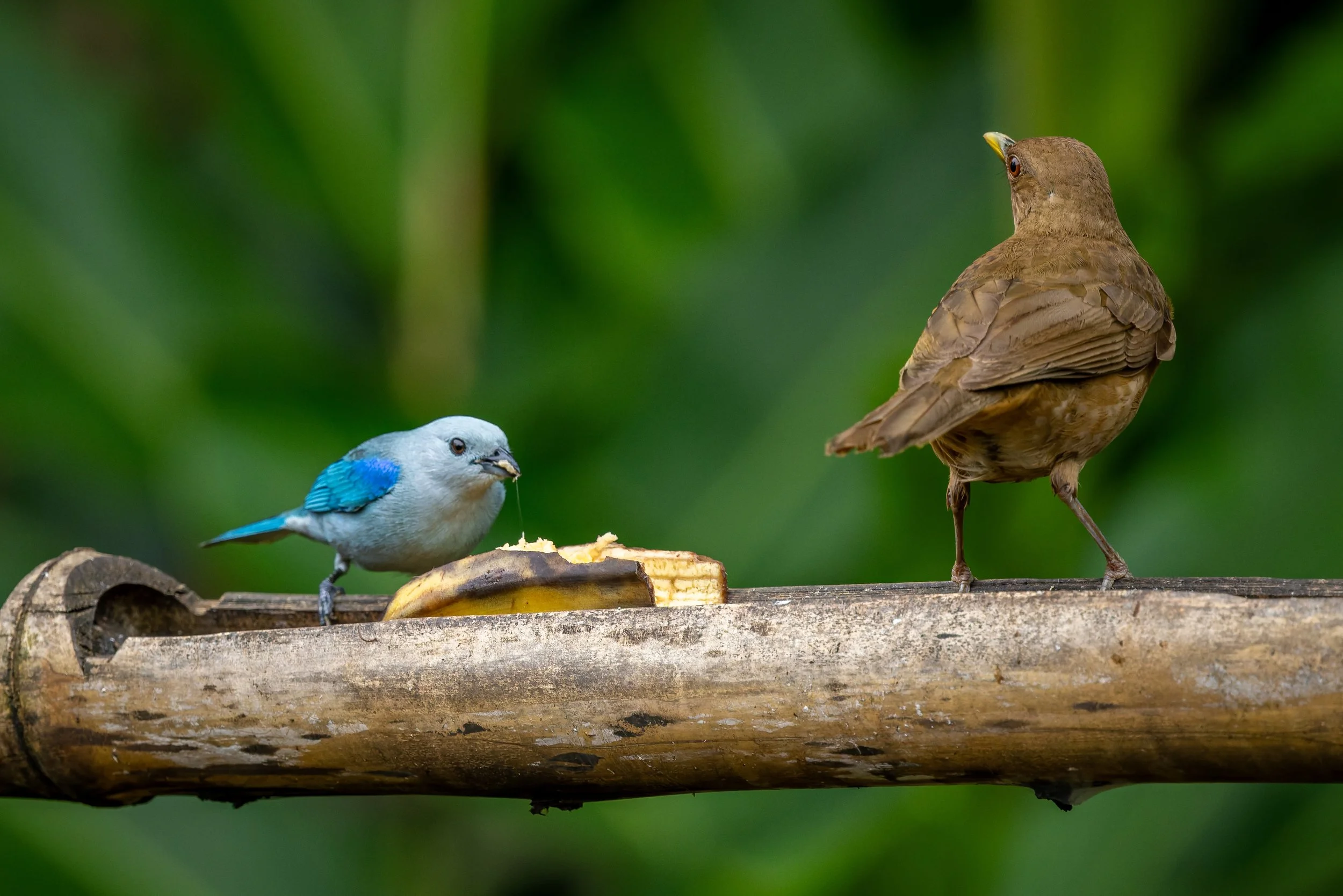 Clay-colored thrush and blue-gray tanager feeding on banana, Costa Rica