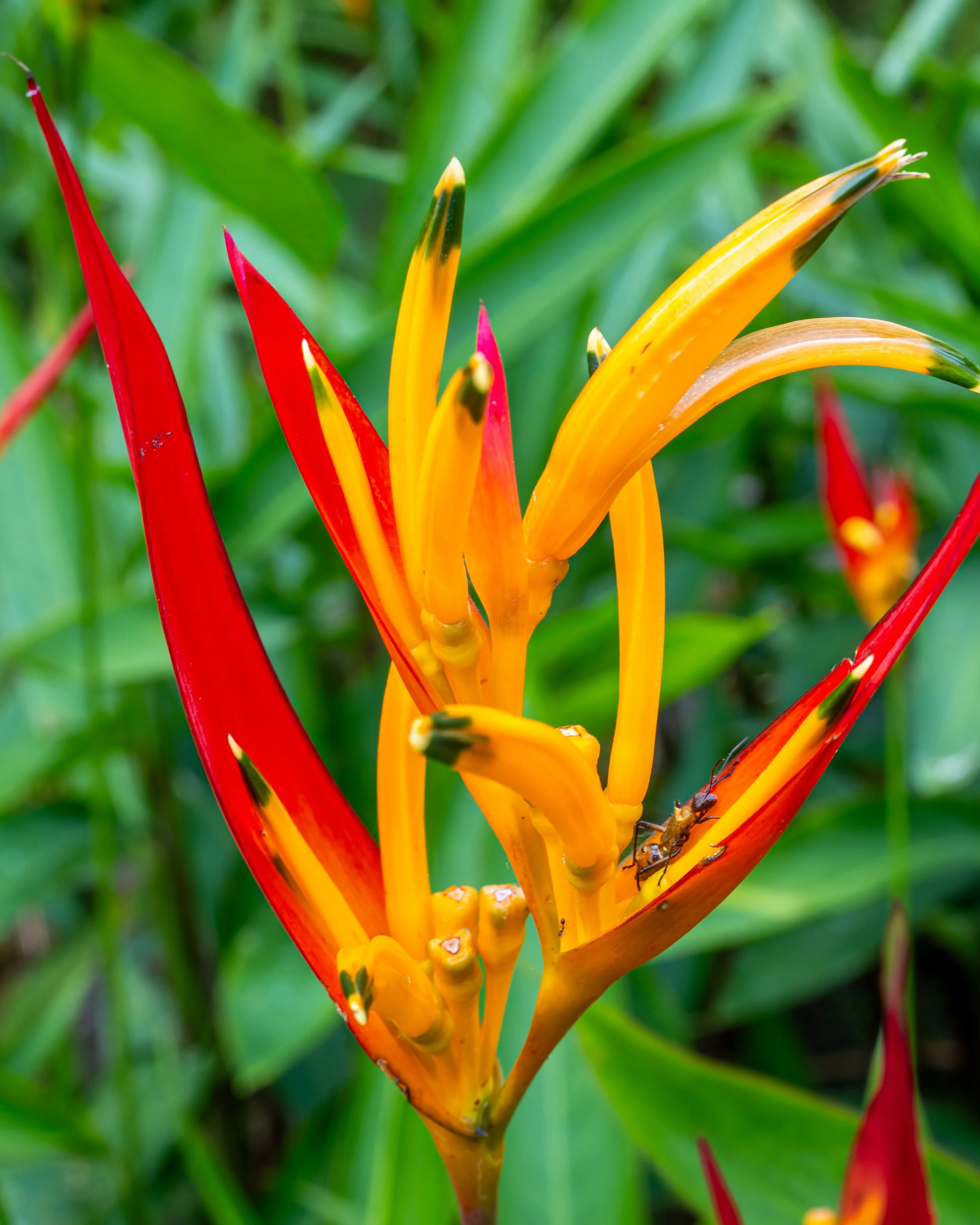 Close-up of a vibrant red, yellow, and orange tropical flower with slender petals, surrounded by green foliage.