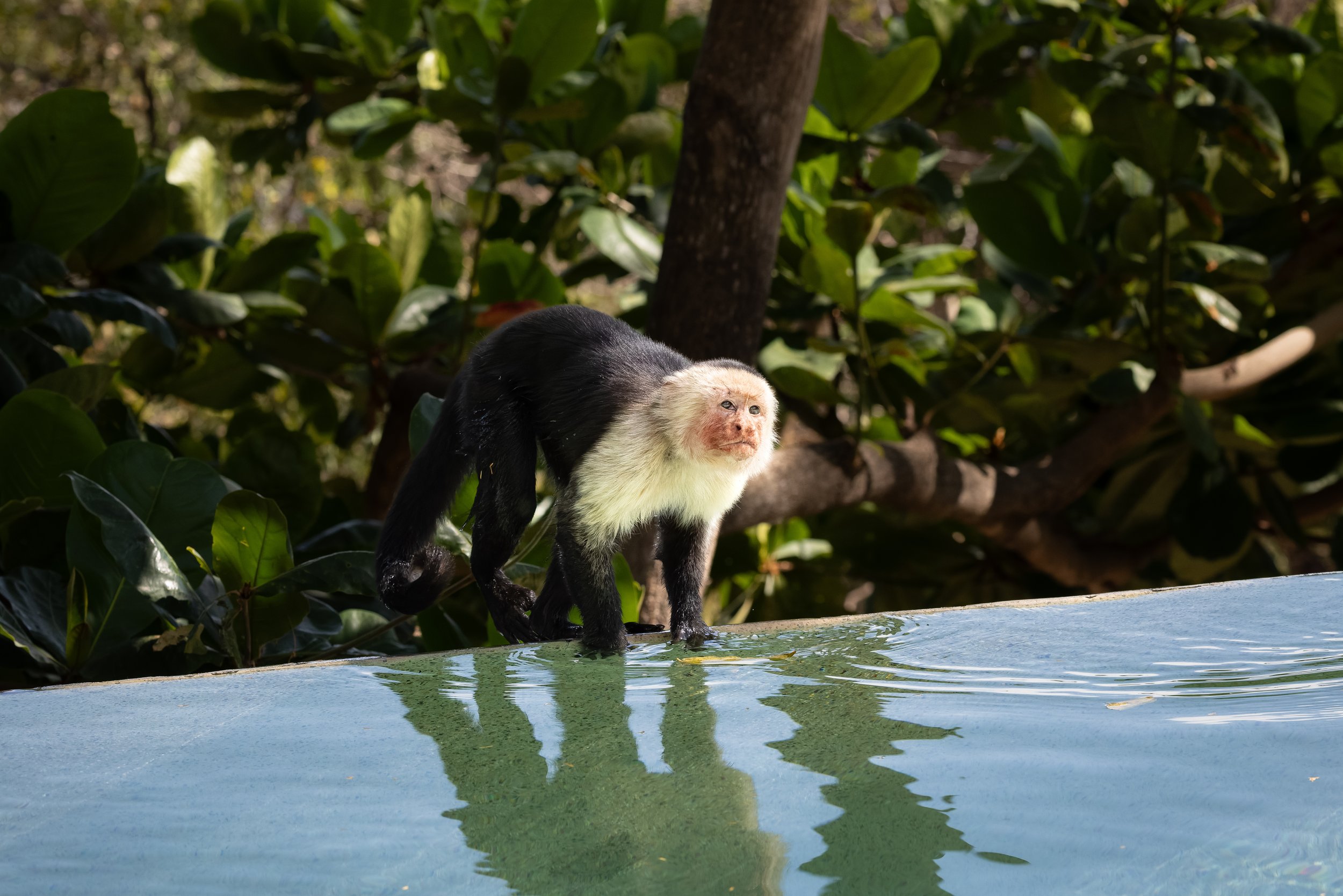 White-faced capuchin monkey walking along pool edge with reflection, Costa Rica