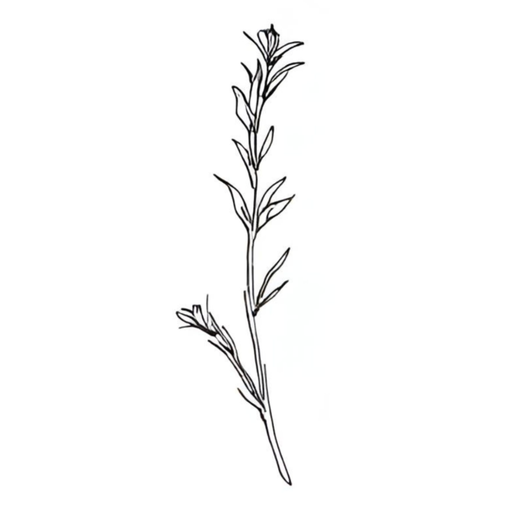 Rosemary token