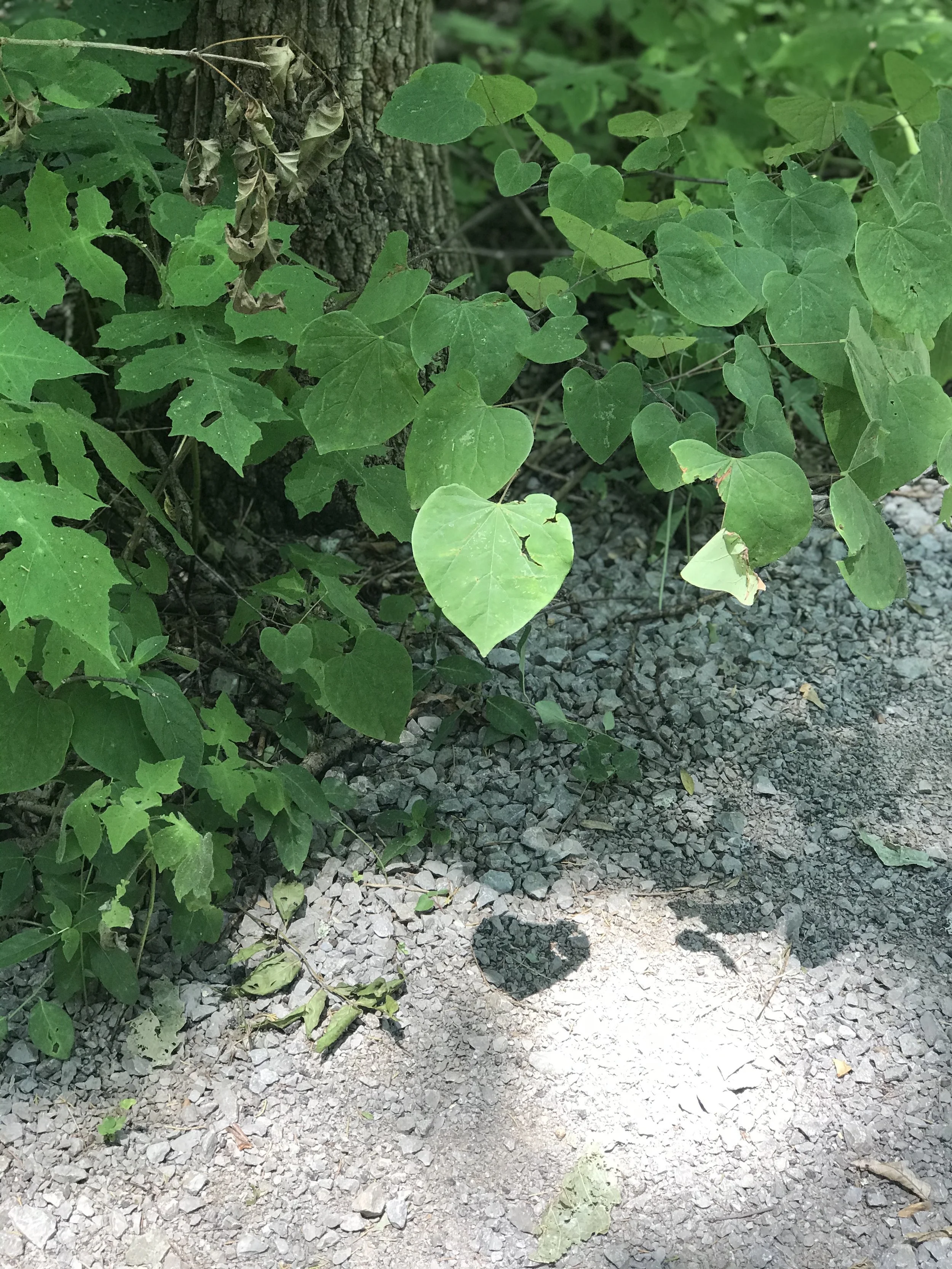 IMG_5526.jpeg