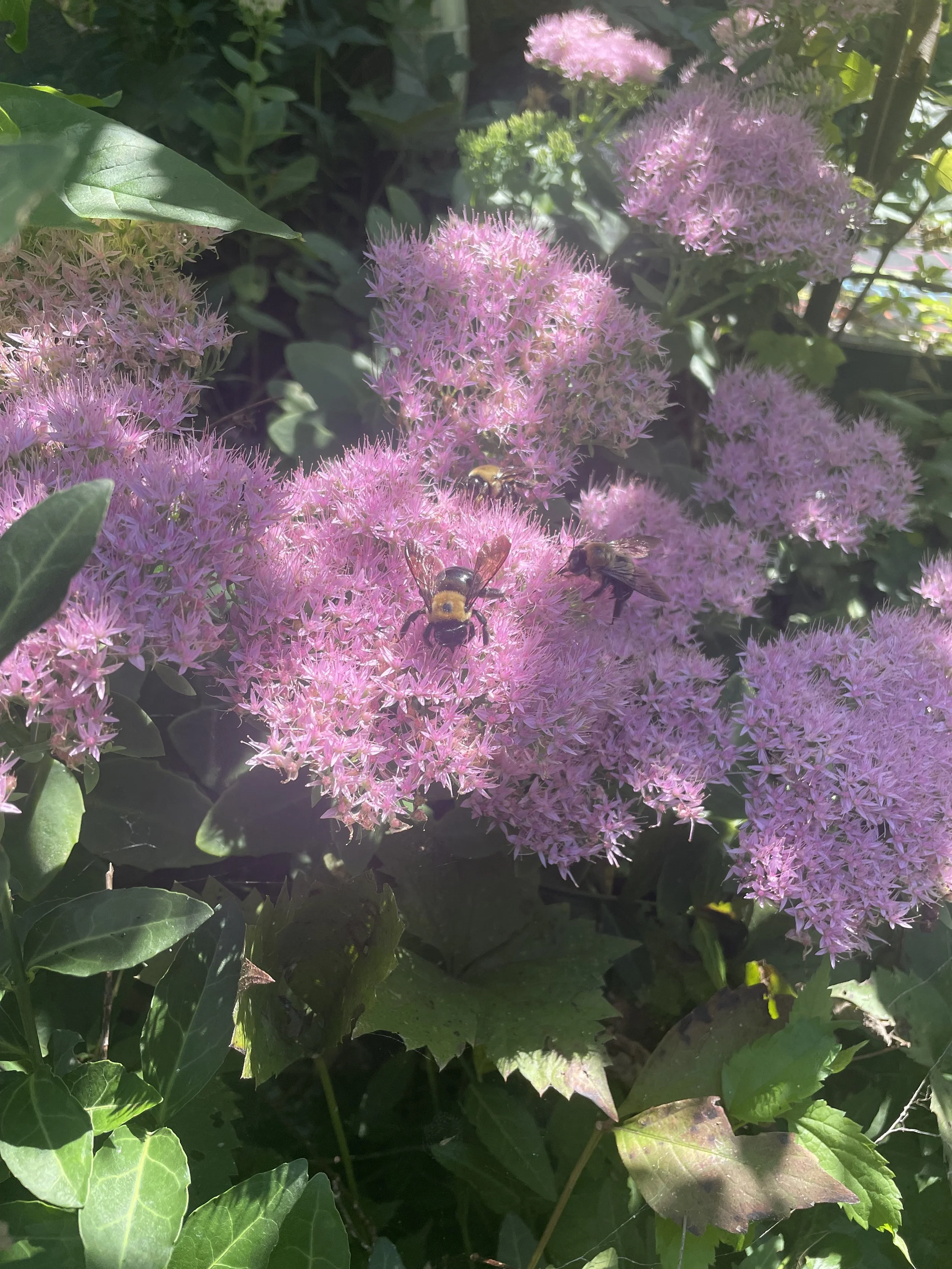 IMG_1440.jpeg