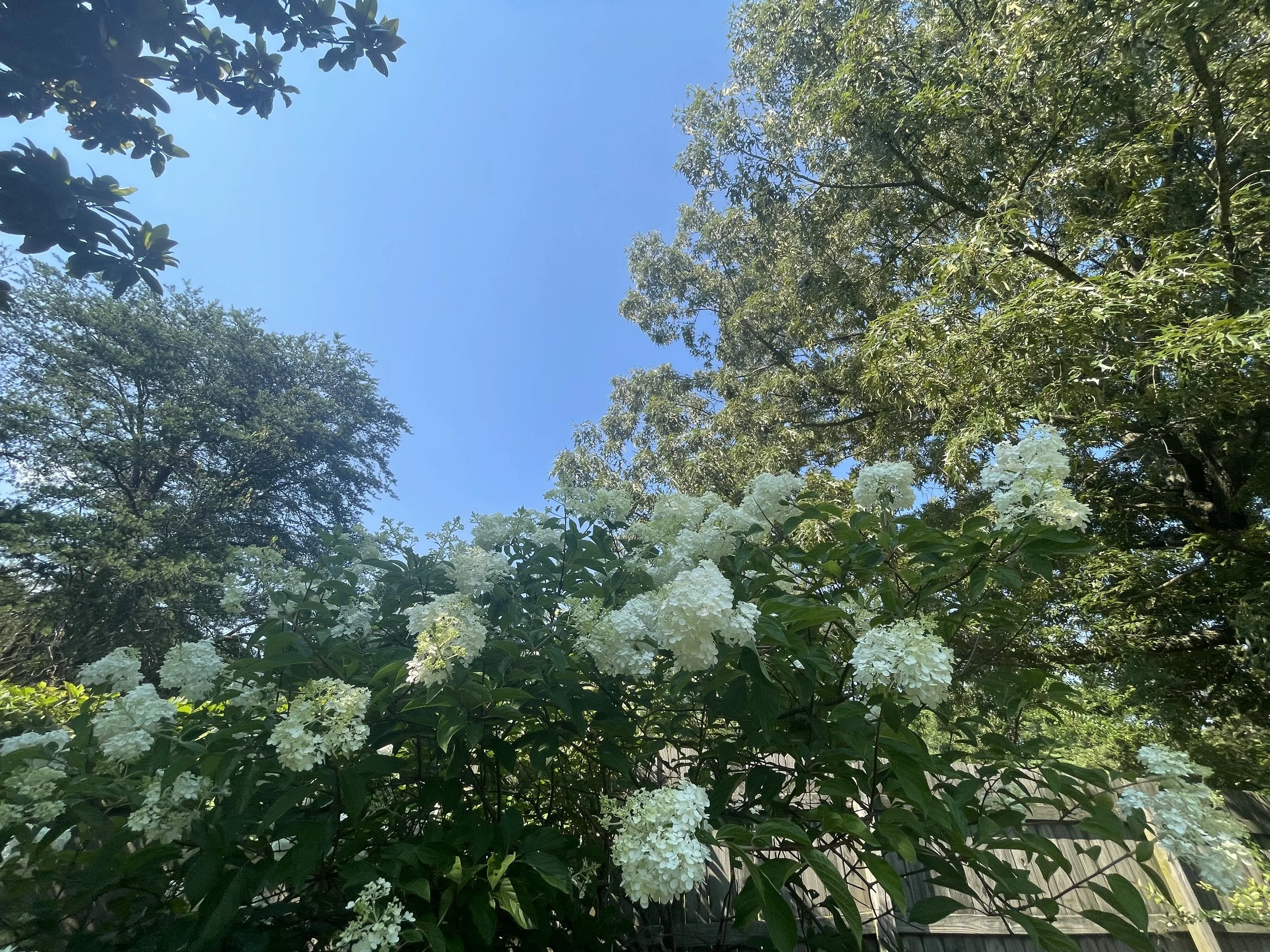 IMG_4939.jpeg