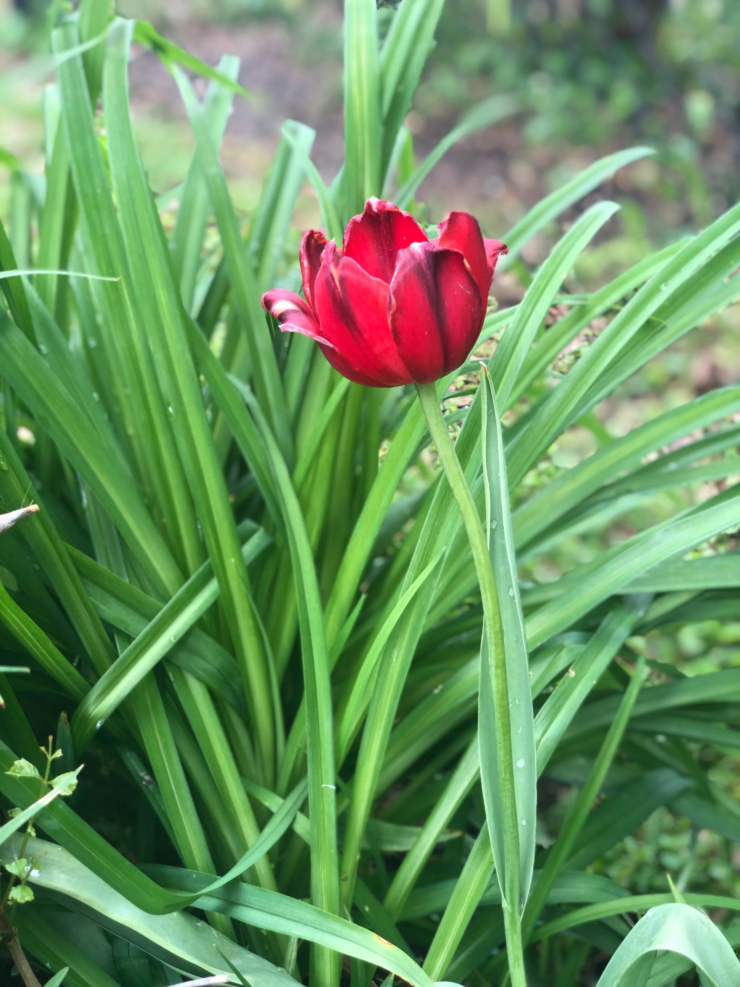 IMG_5197.jpeg