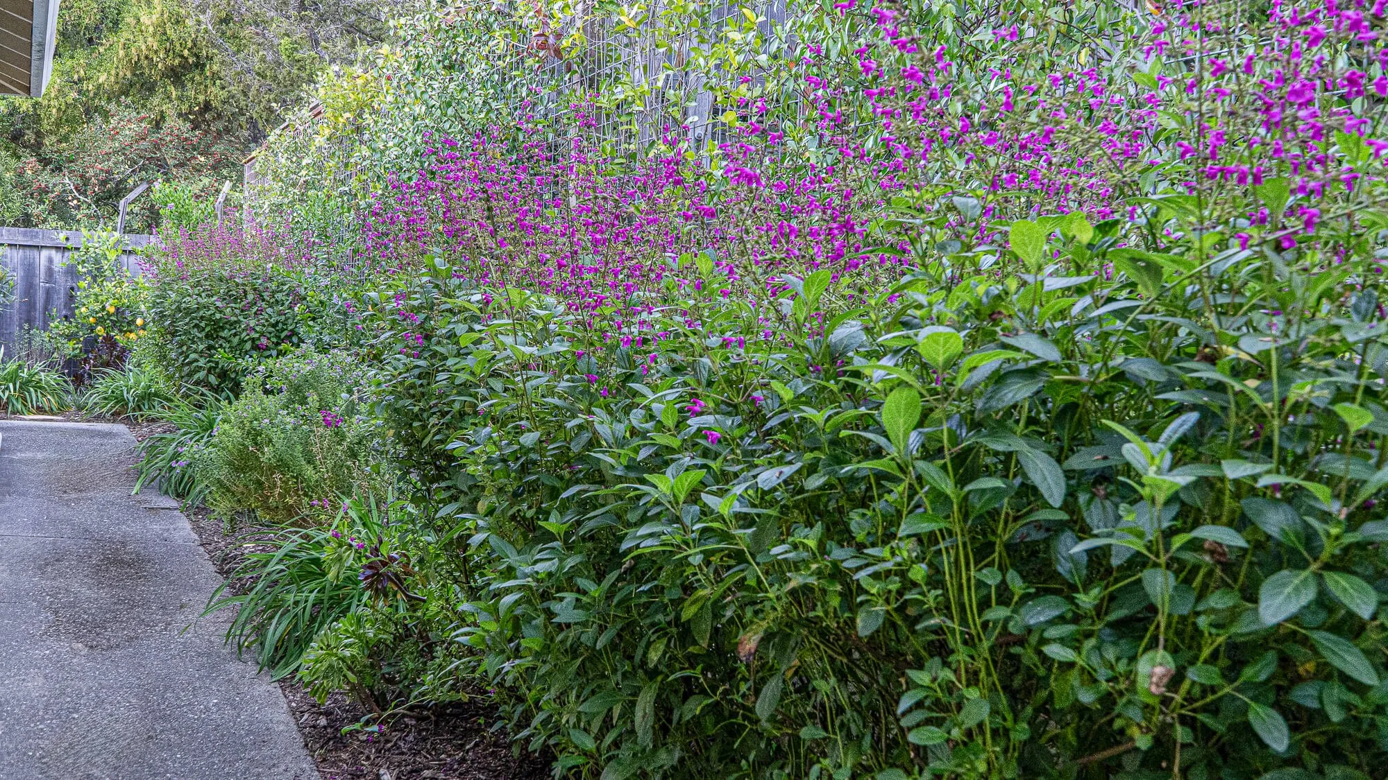 A garden with pink flowers and green leafy bushes along a concrete pathway, enclosed by a wooden fence, with trees in the background.