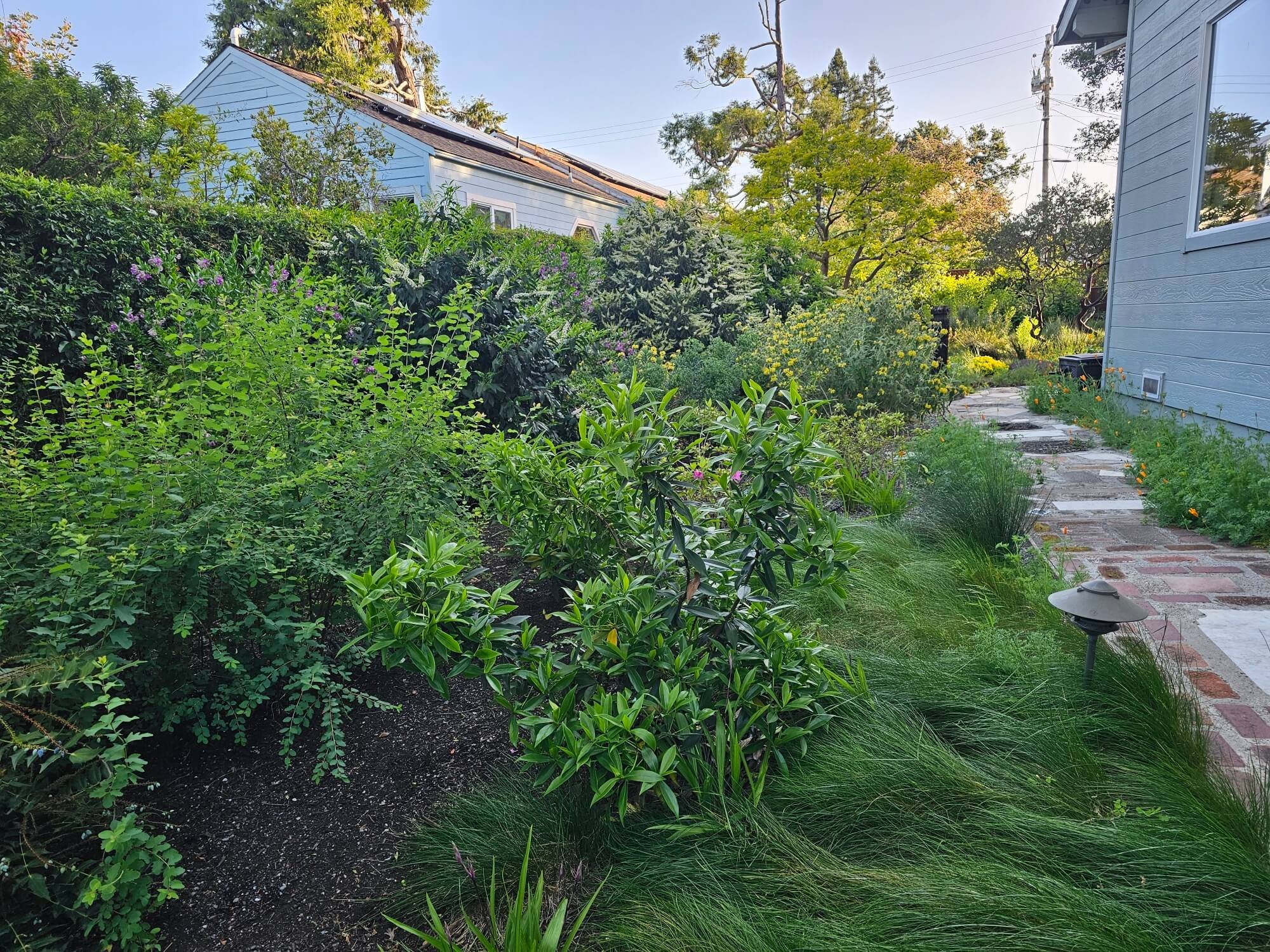 A lush garden with various green plants, shrubs, and trees alongside a brick pathway, with a house visible on the right, and a blue house behind the garden. The sky is clear and sunlight illuminates the scene.