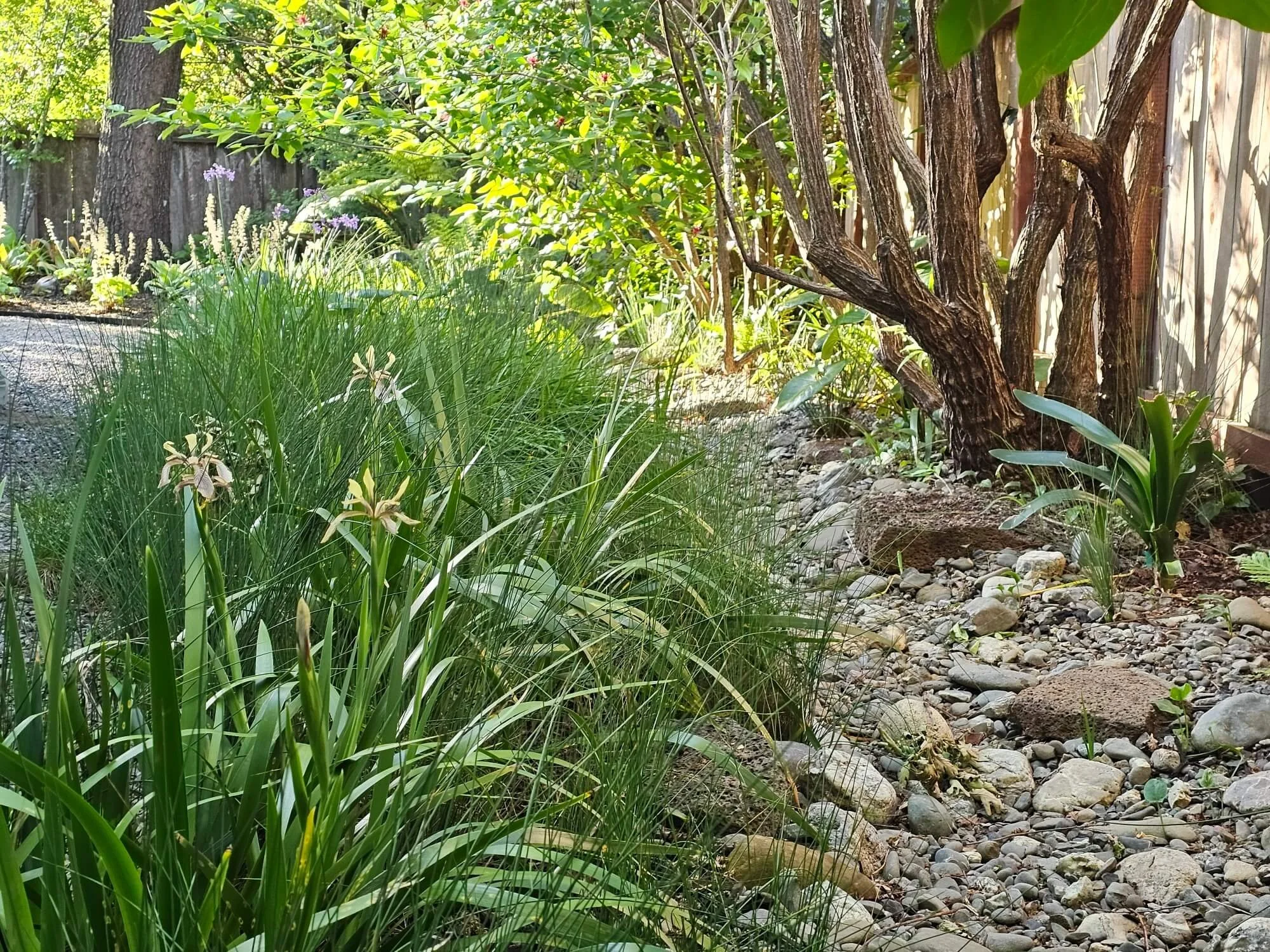 A backyard garden with tall grass, flowering plants, a tree with twisted branches, gravel pathway, and a wooden fence in the background.