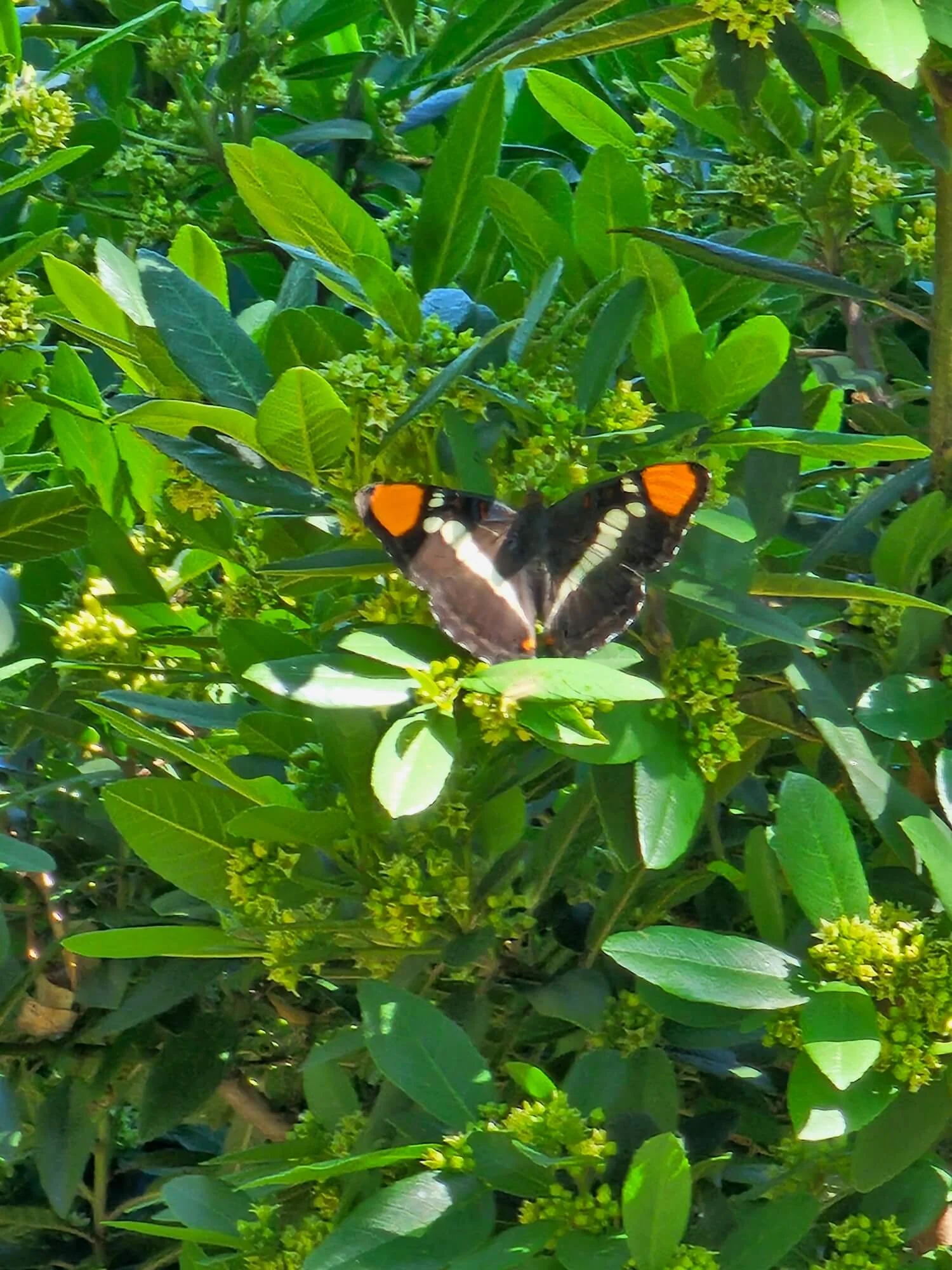 A butterfly with orange, black, and white markings resting on green leaves and small yellow-green flowers in a dense leafy bush.