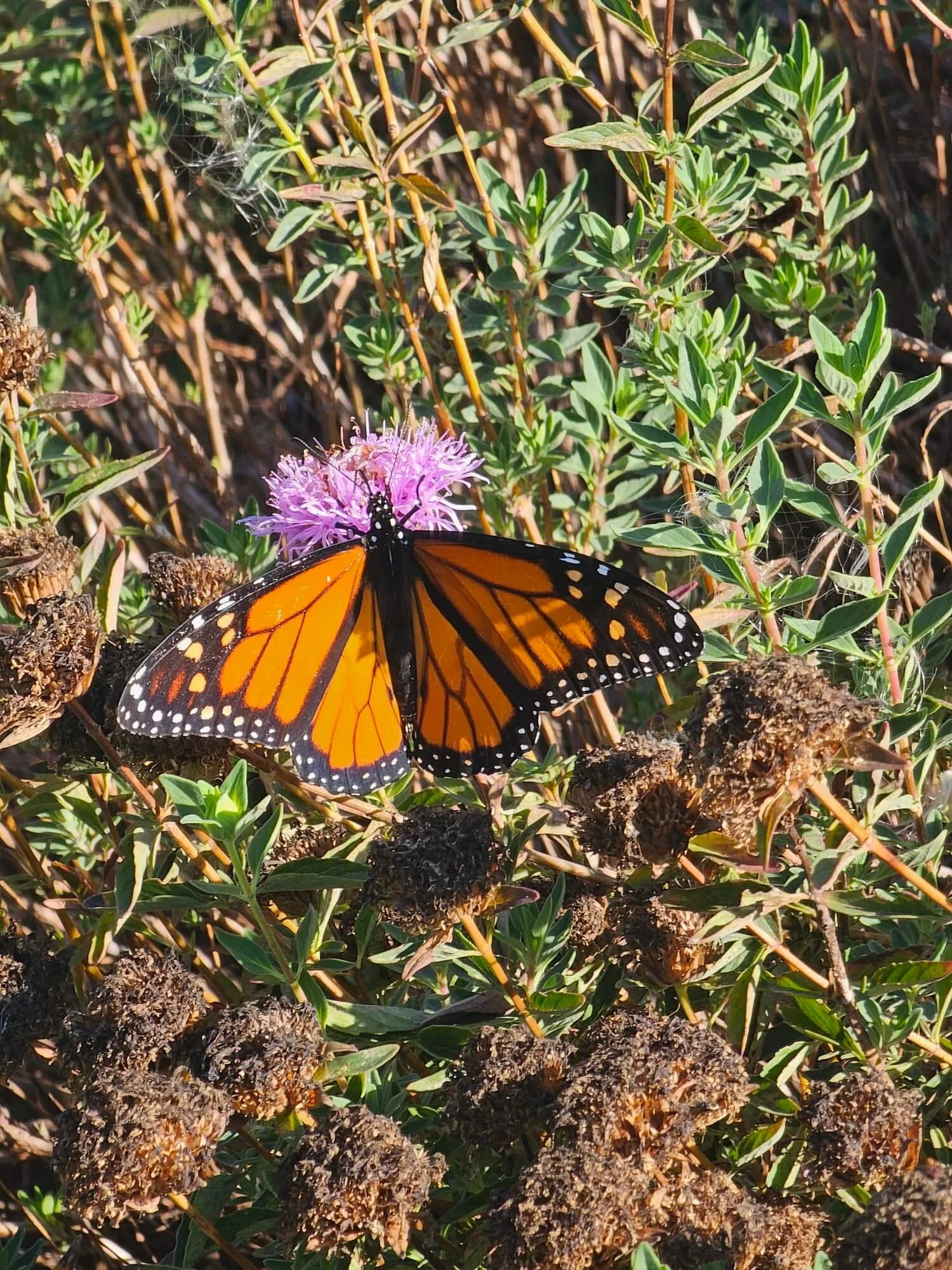A Monarch butterfly resting on a pink flower surrounded by green plants and dry brown clusters.