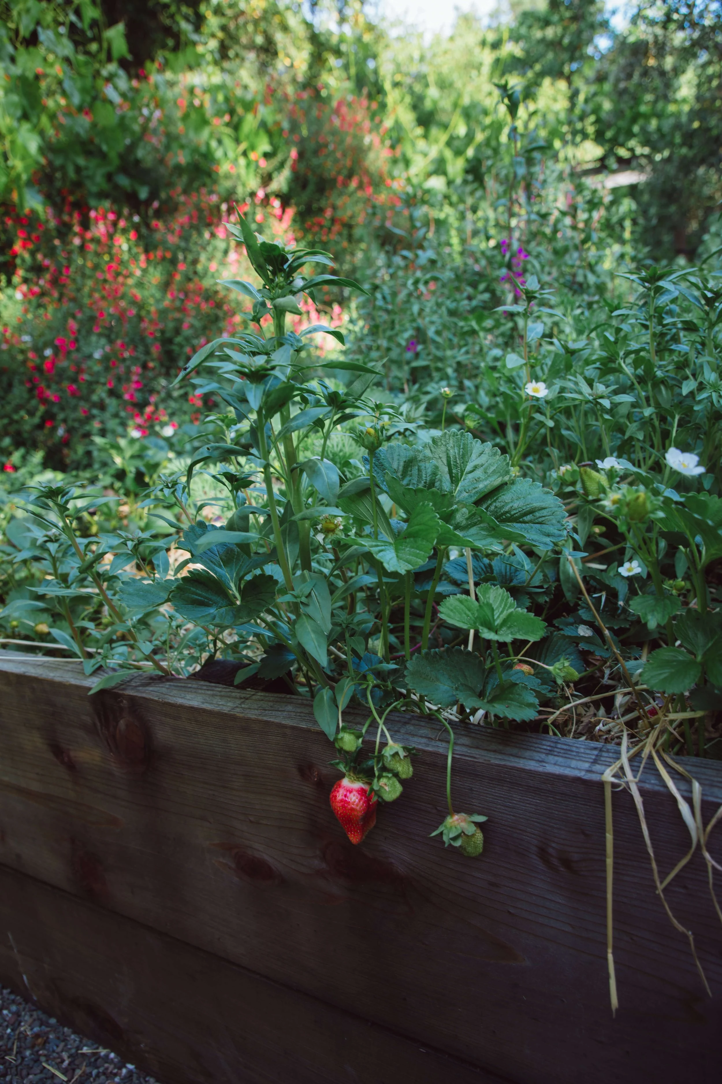 A strawberry plant with ripe and unripe strawberries growing in a wooden garden bed.