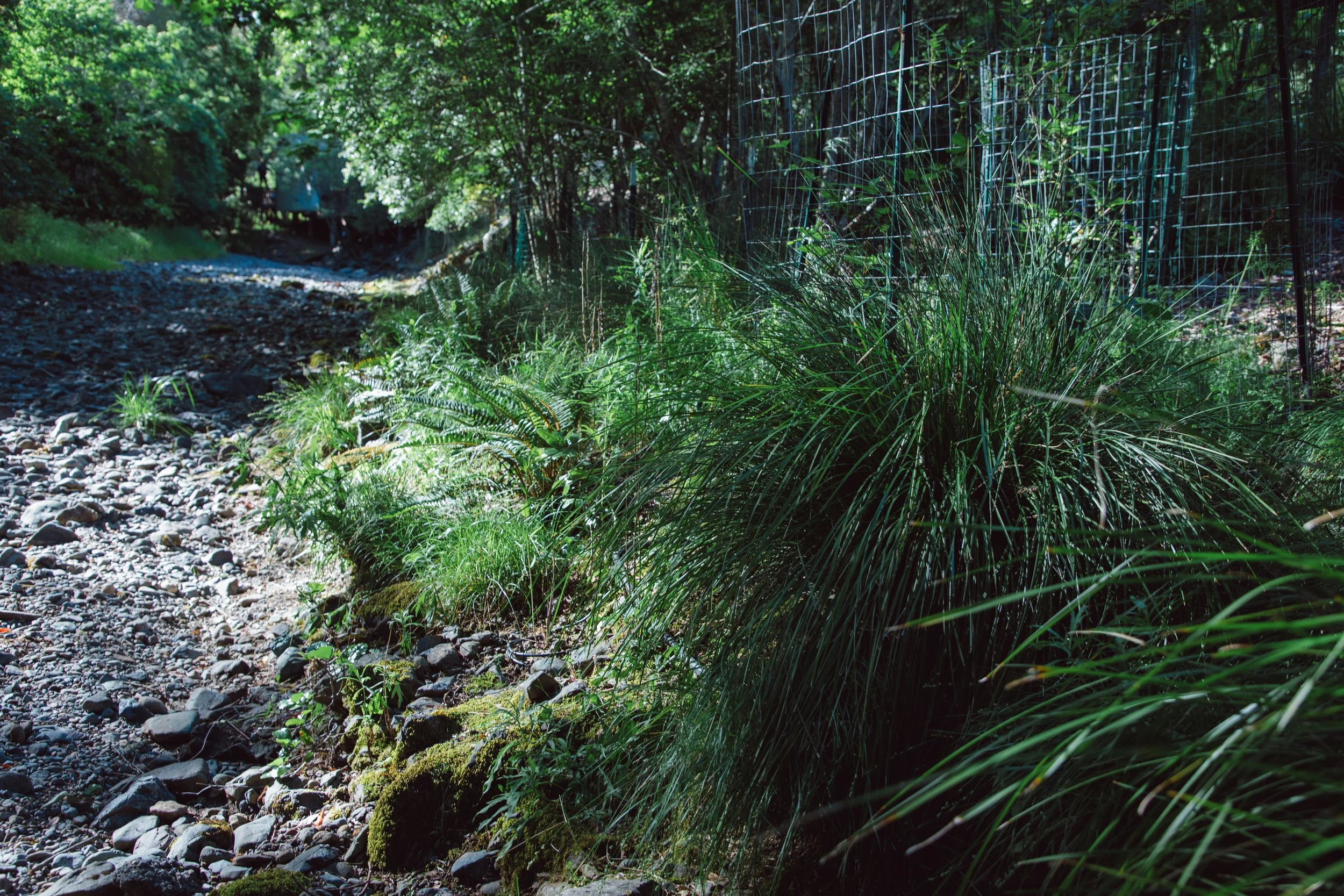 A forest scene with a rocky, uneven trail on the left and dense green foliage and grass on the right, partially enclosed by a wire fence.
