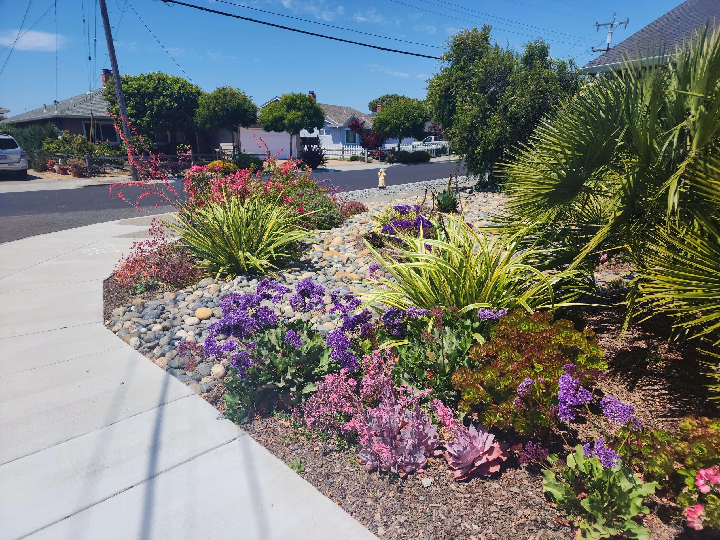 Residential neighborhood with colorful flowers and plants along the sidewalk, houses with trees, parked cars, and utility poles under a blue sky.