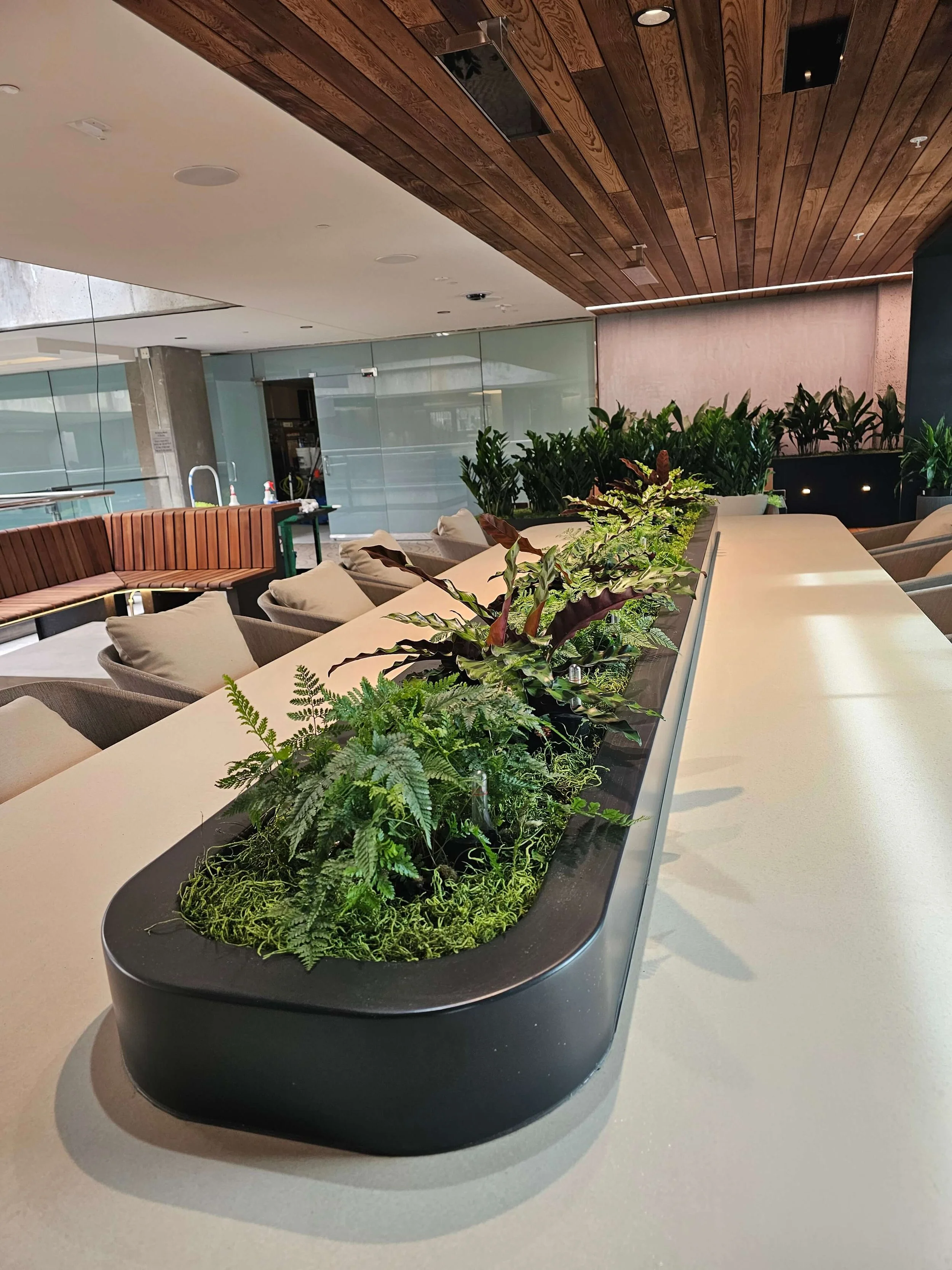 An indoor space with a long white countertop decorated with various green plants in a black planter. Behind the counter are beige cushioned chairs, a wood-paneled ceiling, and glass walls.
