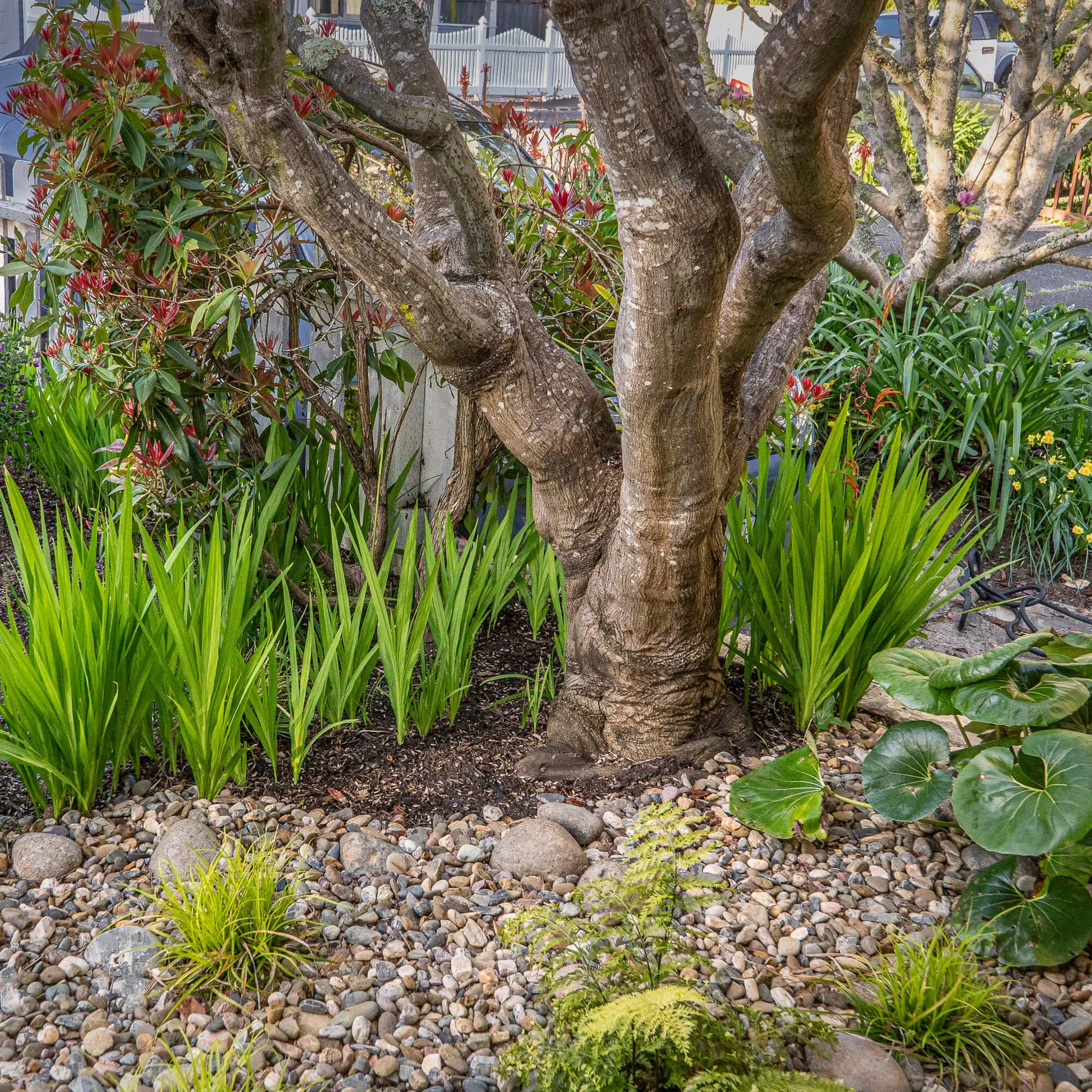 A garden with a mature tree with multiple branches and textured bark, surrounded by various green plants, including tall grass-like plants, large broad leaves, and flowering shrubs, with a white fence and a street in the background.