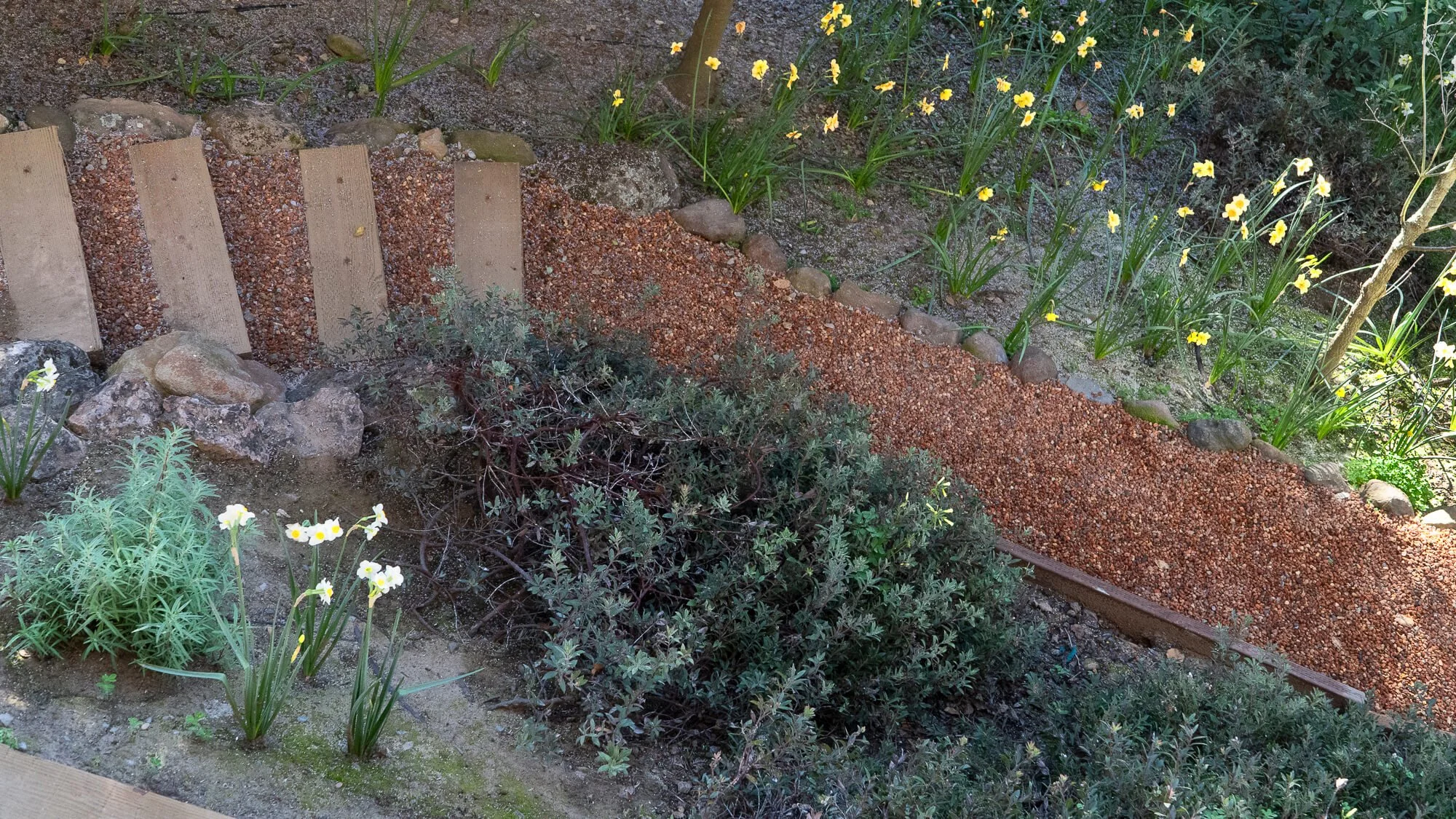 A garden bed with various plants, white flowers, and a small wooden fence in the background, bordered with rocks and mulch.