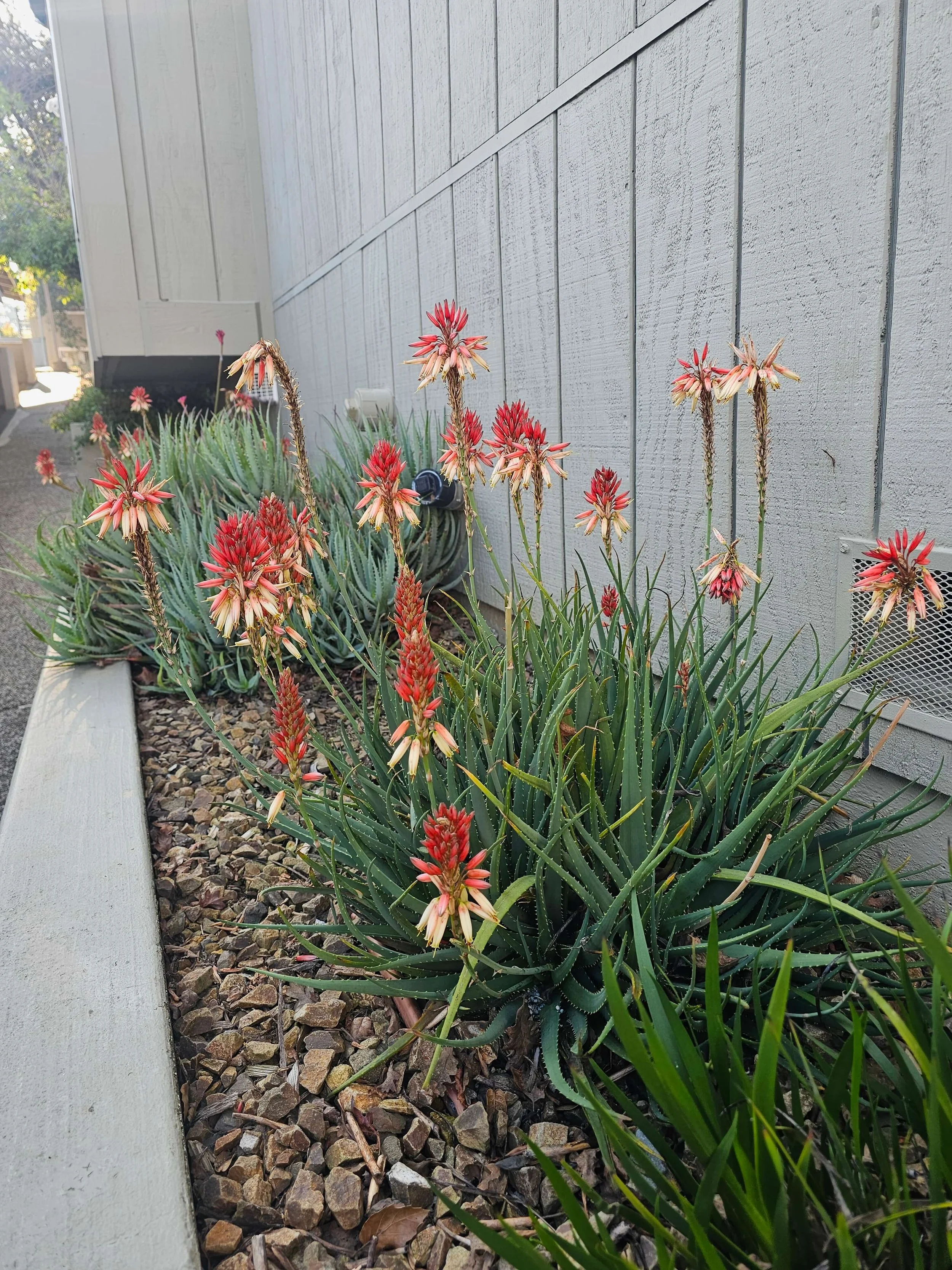 Rows of aloe vera plants in a garden bed next to a building wall, with red and white flowers blooming on tall stalks.