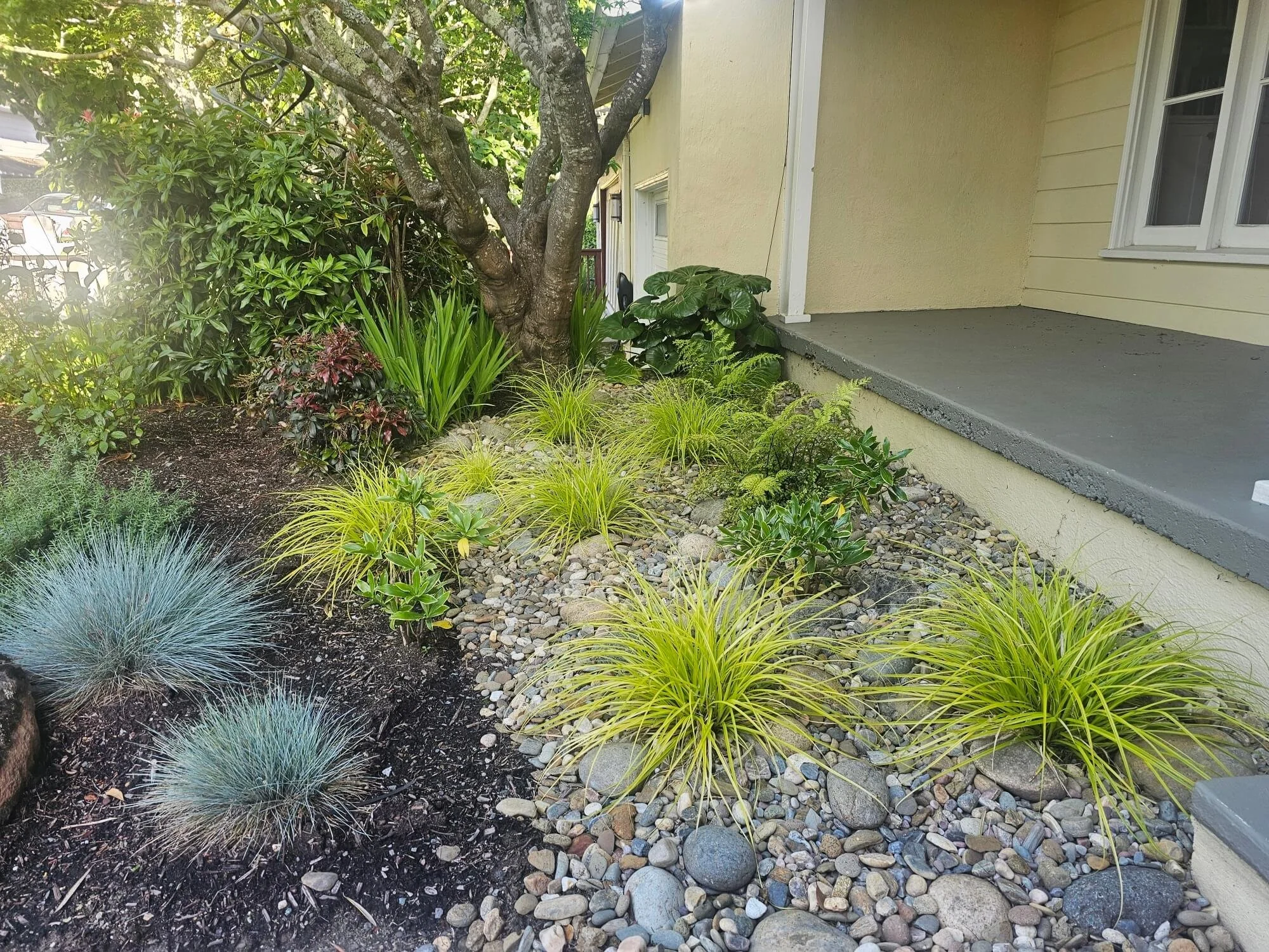 A garden bed beside a house with a yellow wall, featuring a large tree, various green plants, and decorative rocks.
