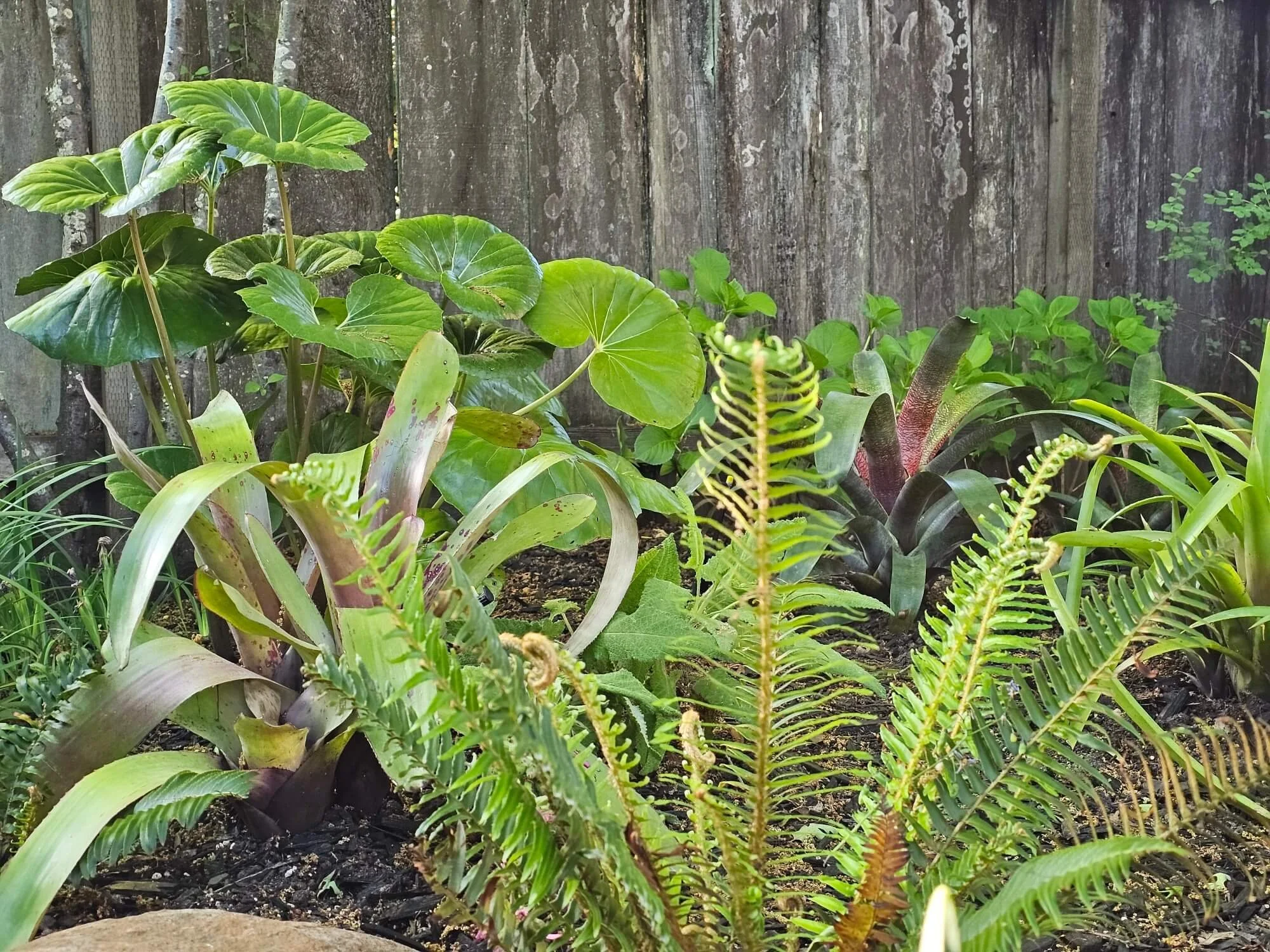 A garden with green plants and ferns in front of a weathered wooden fence.