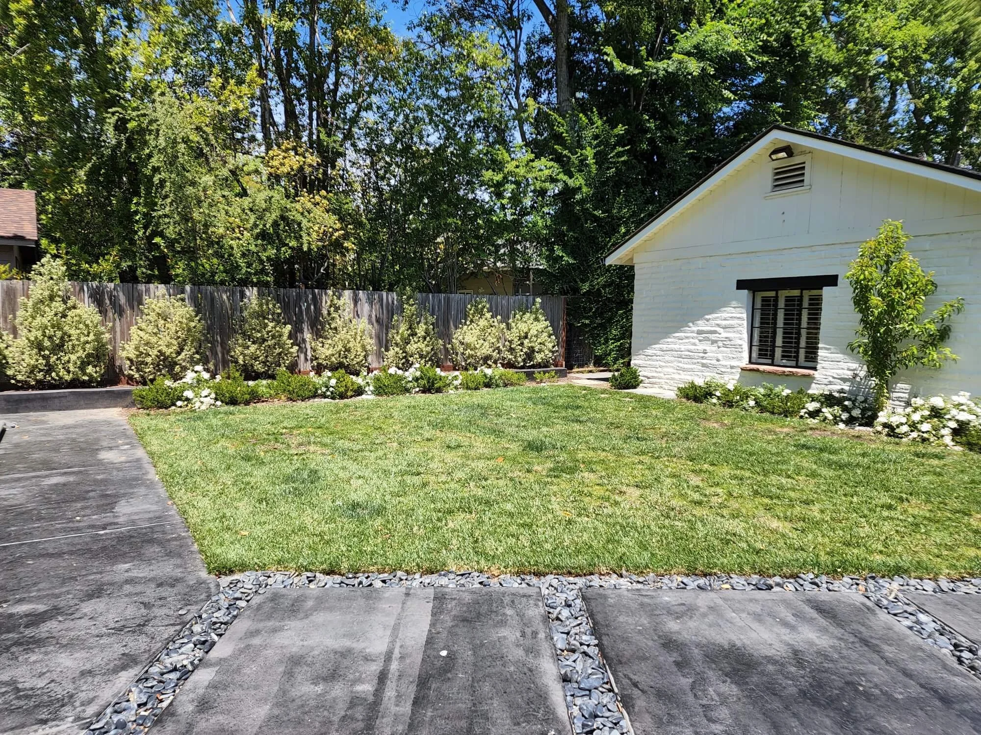A backyard with a green lawn, flowering bushes, a wooden fence, and a white house with a window and small trees near it.