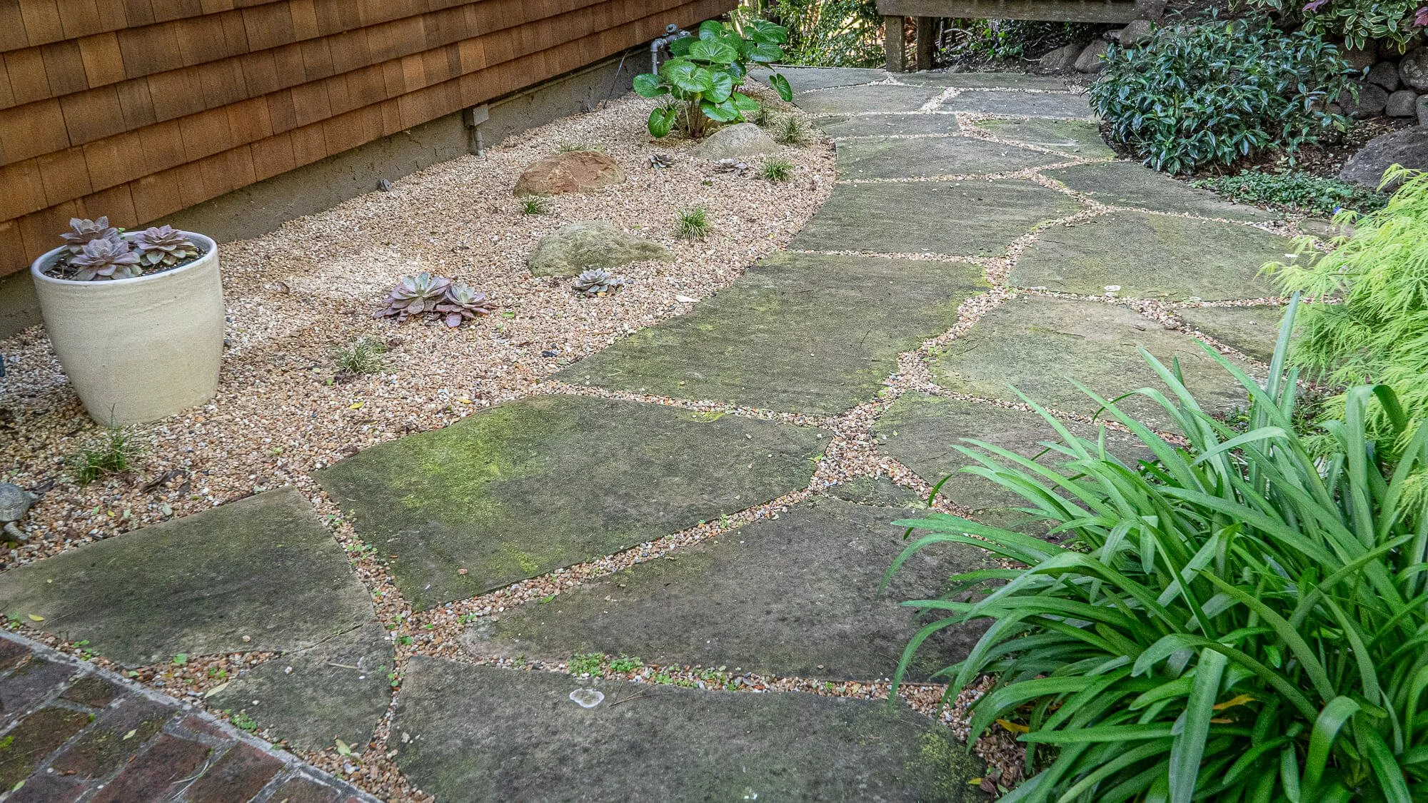 Stone pathway in a garden with green plants and succulents, wooden wall in the background.