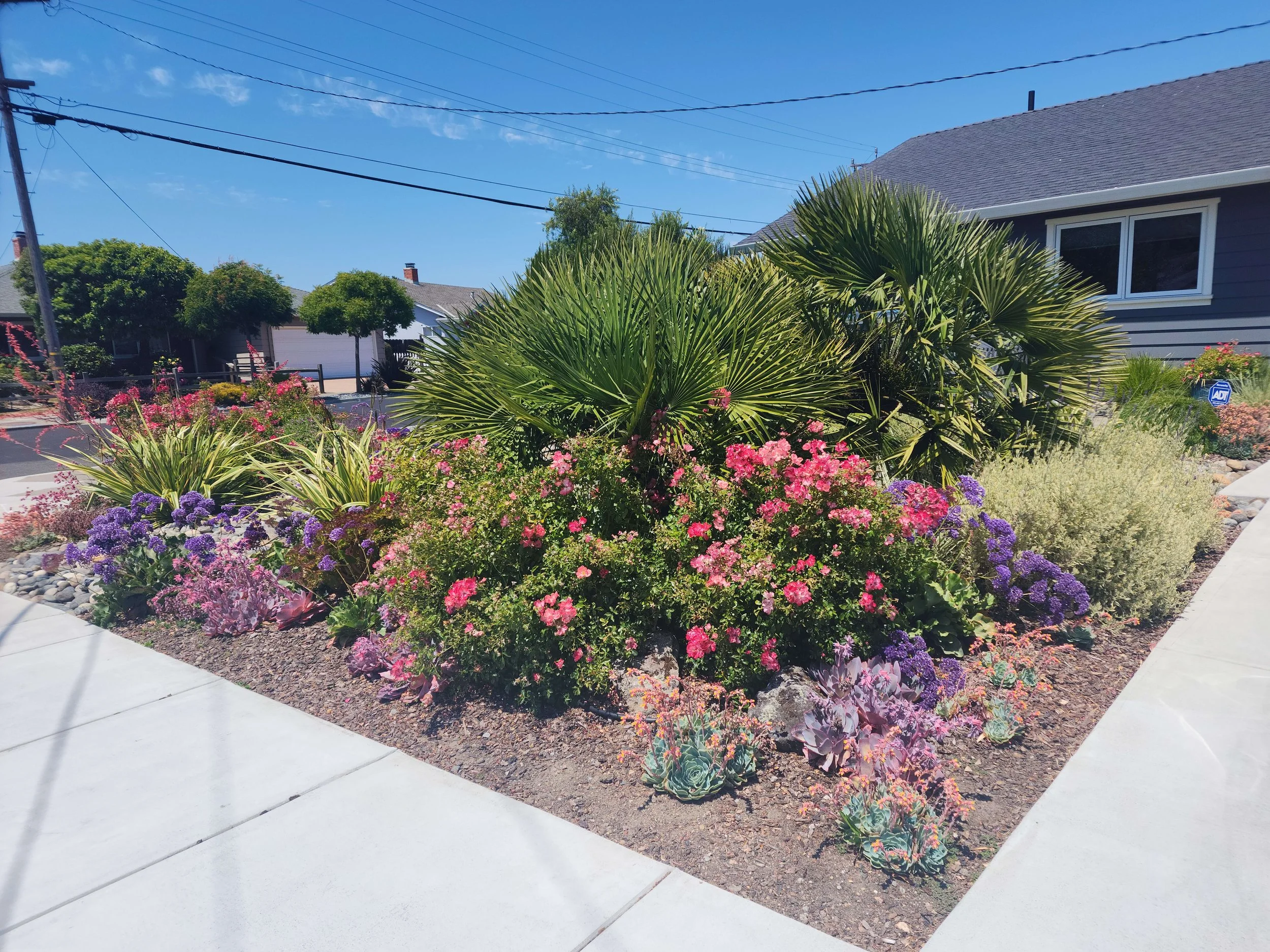 A landscaped front yard with flowering plants, palm bushes, and other greenery in front of houses under a blue sky.