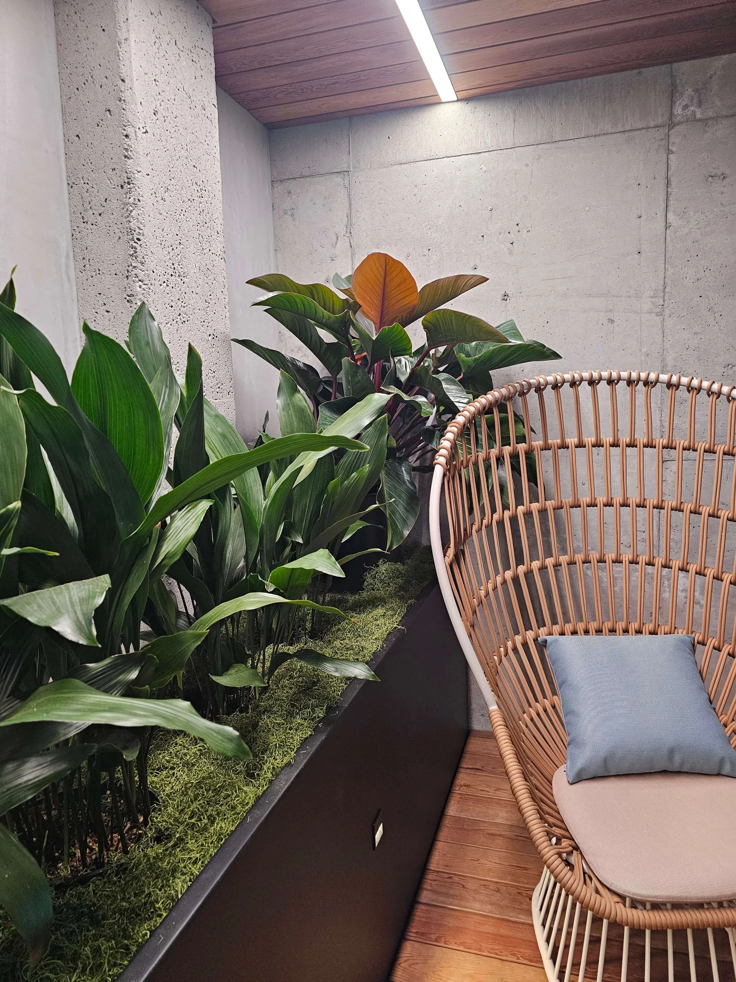 Indoor space with plants on a shelf, a concrete wall, and a rattan chair with a cushion. Wooden ceiling with a strip of lighting.