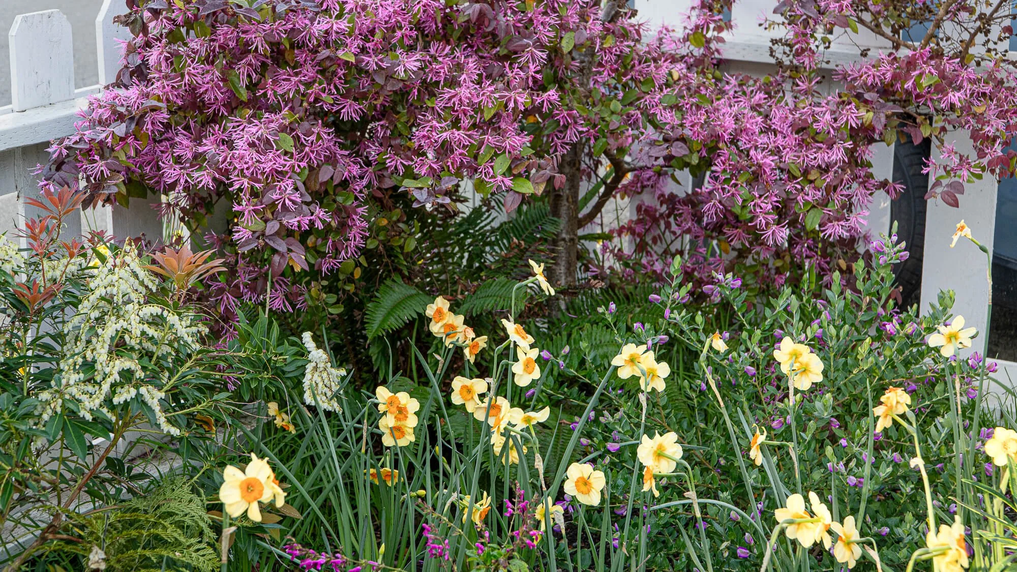 A garden with pink flowering bush, yellow daffodils, purple flowers, and green foliage.