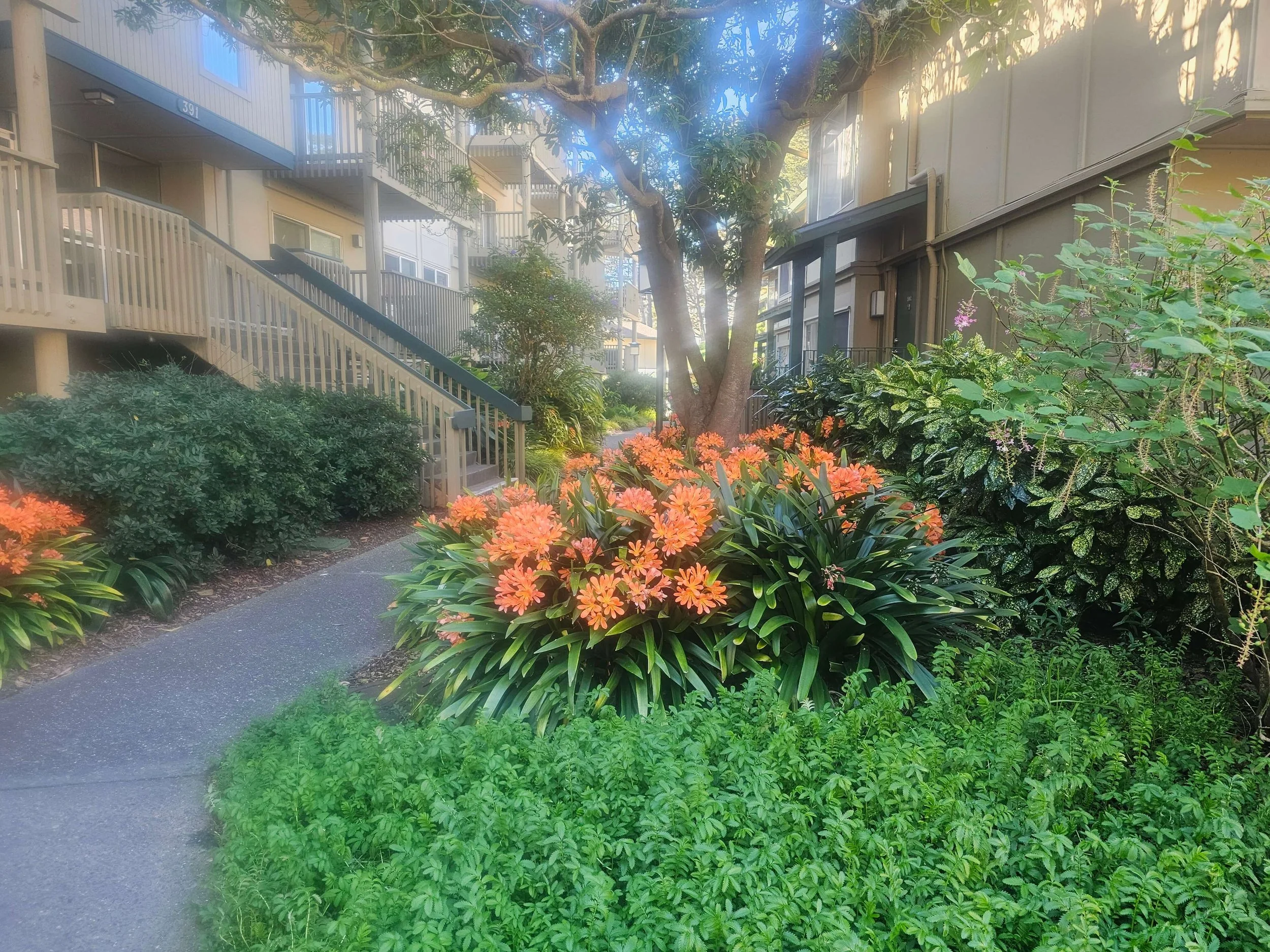 Apartment complex with stairs, surrounded by greenery and orange flowering plants along a walkway.