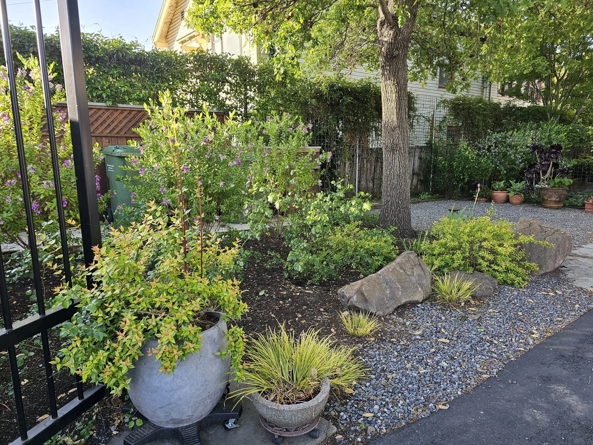 A sunny backyard garden with various green shrubs, a large tree, potted plants, a wooden fence, and a white house in the background.