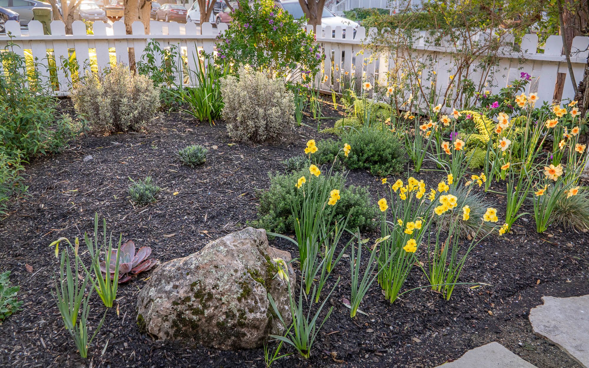 A garden with various flowering plants, including yellow and orange flowers, surrounded by dark soil and a white picket fence in the background.