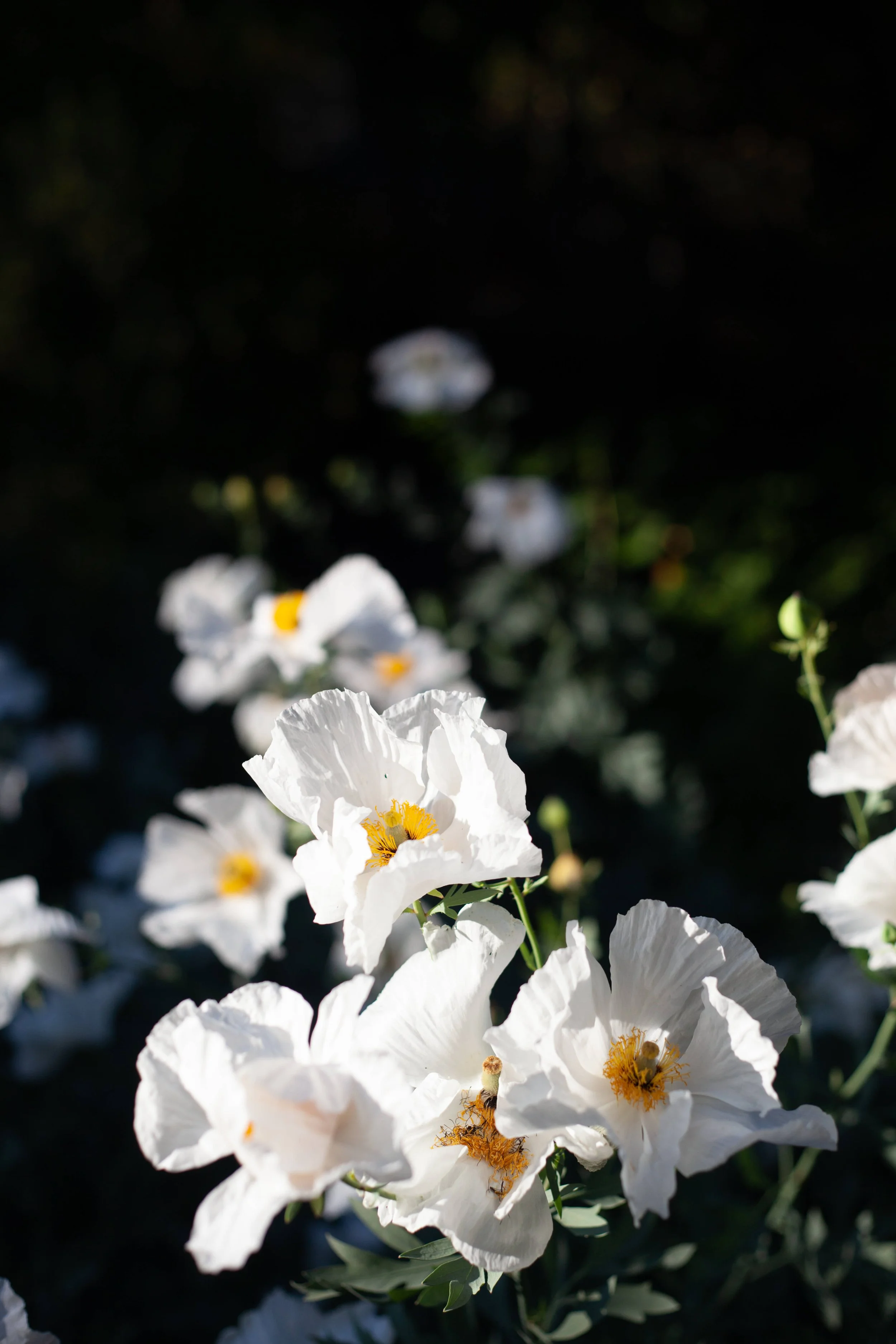 Close-up of white flowers with yellow and black centers, set against a dark background, with some green leaves visible.