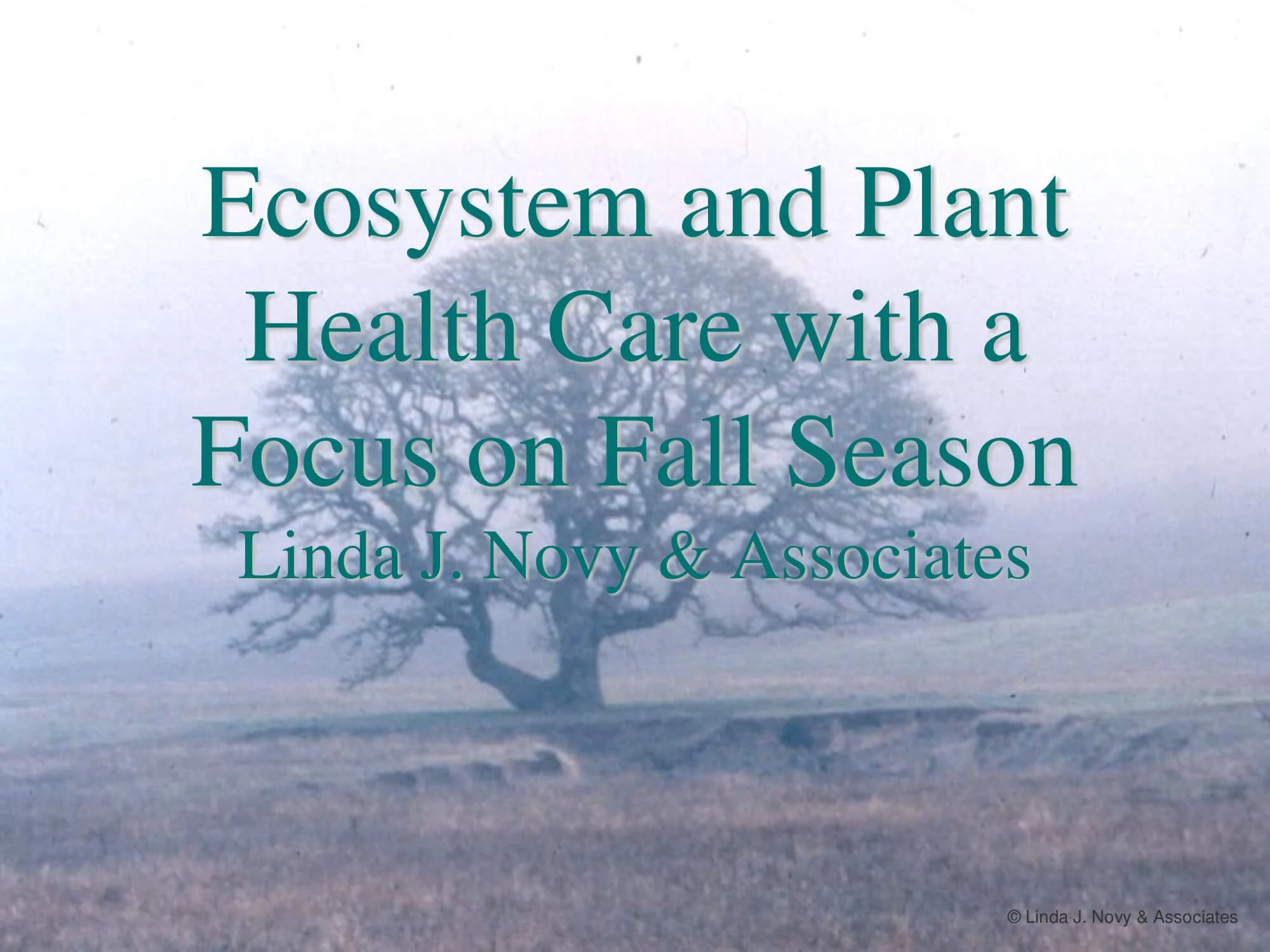 Text overlay on a background of a leafless tree in a landscape, reading 'Ecosystem and Plant Health Care with a Focus on Fall Season' by Linda J. Novy & Associates.