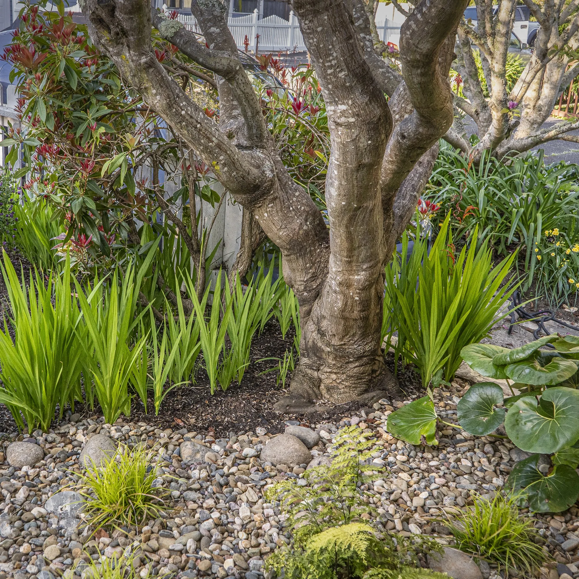 A garden scene featuring a tree with twisting branches, surrounded by various green plants and flowers, with a pebble ground cover and a white picket fence in the background.