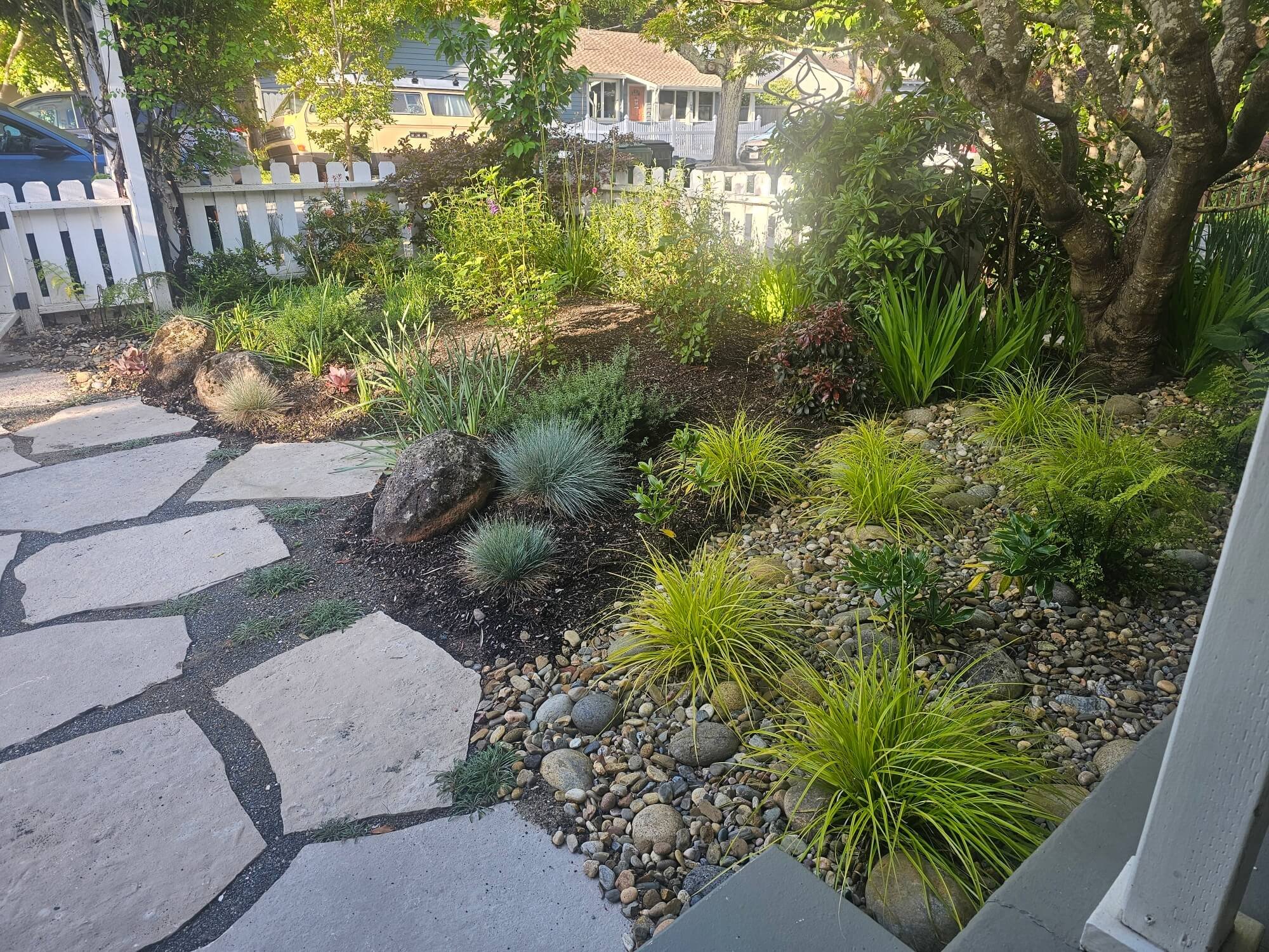 A garden with a stone pathway bordered by various green plants and rocks, surrounded by trees and a white picket fence, with houses and parked cars visible in the background.