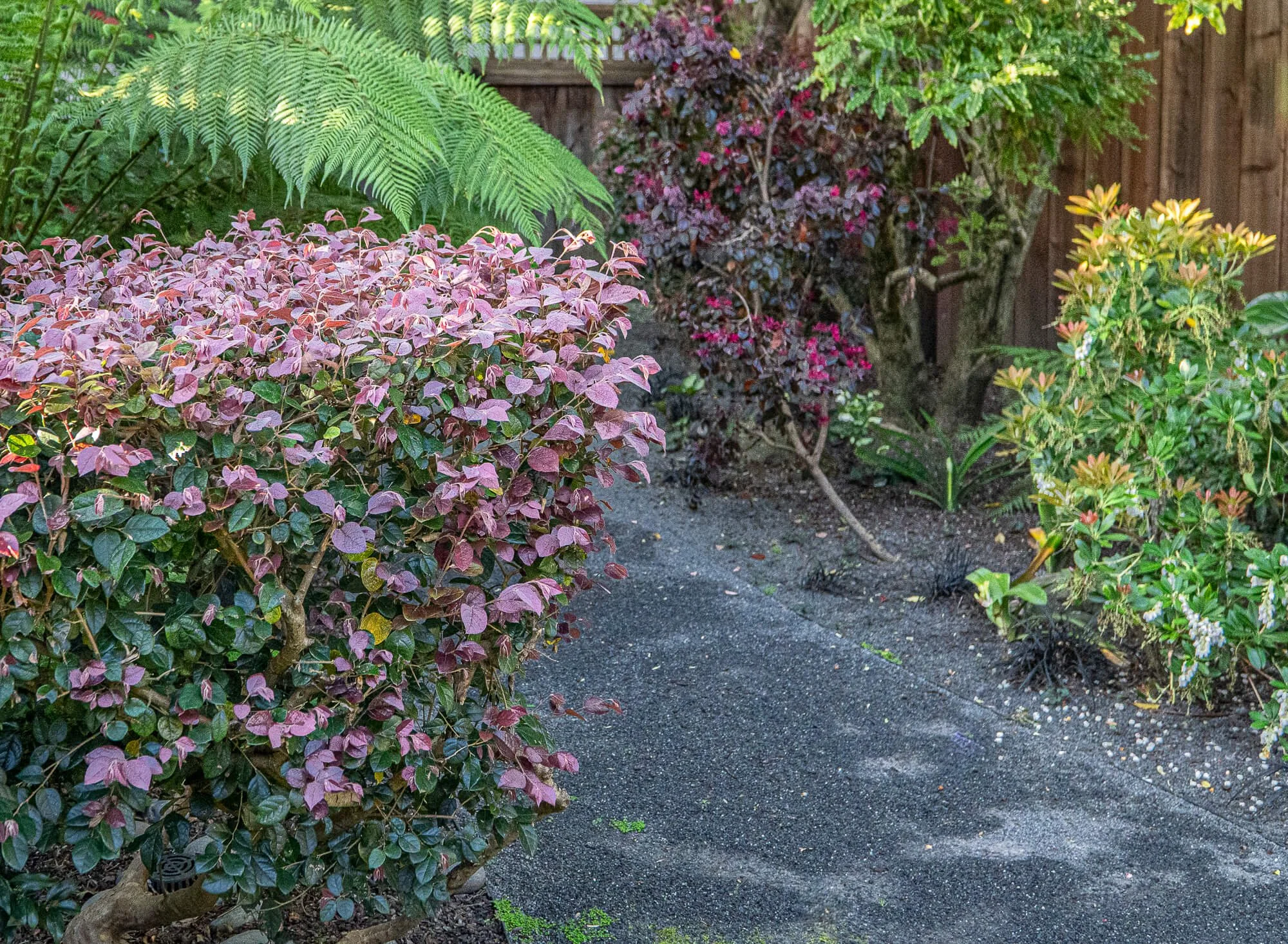 A garden path surrounded by various colorful bushes and plants, including purple, pink, and green foliage, with a wooden fence in the background.