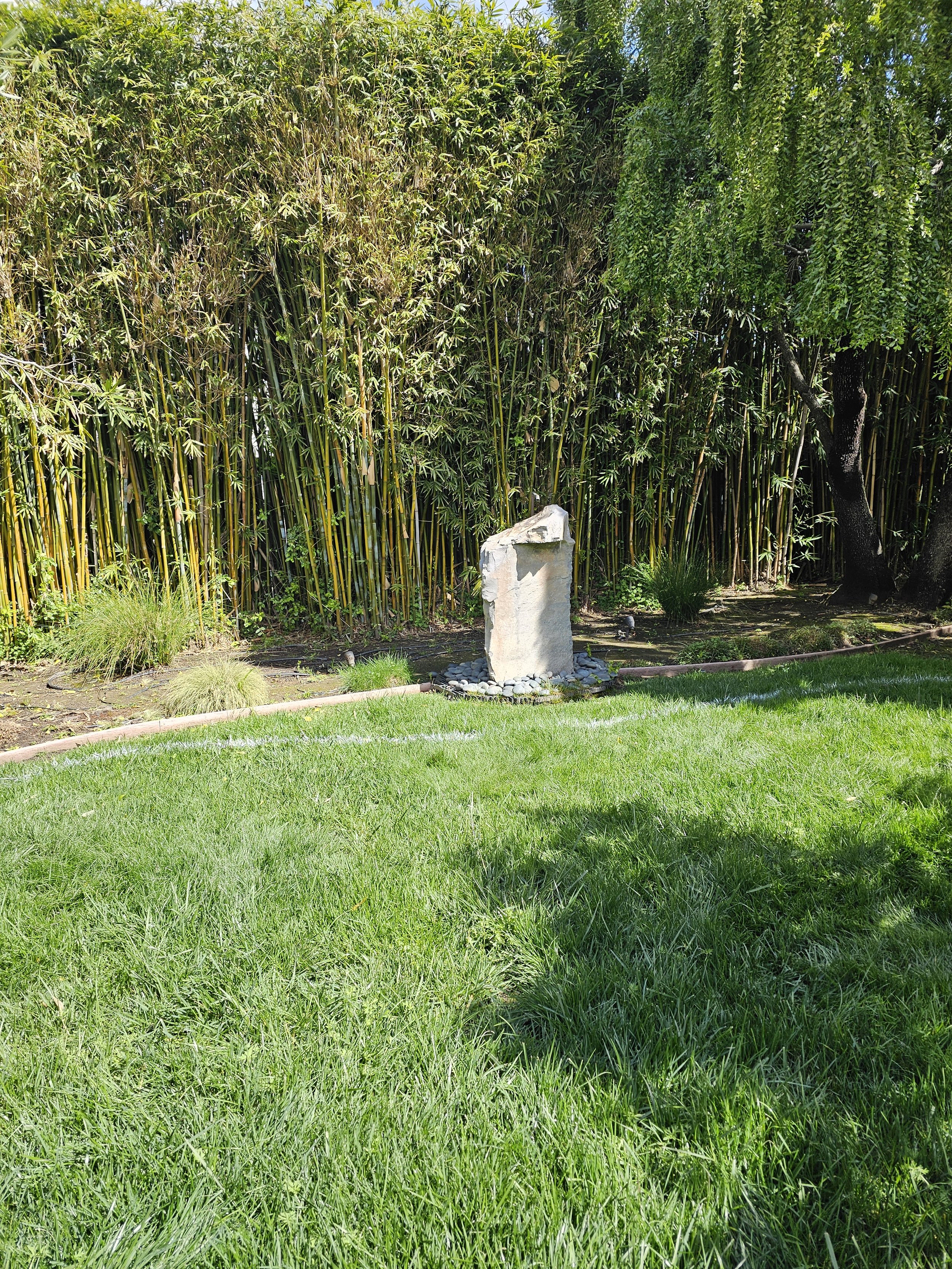 A lush green yard with a concrete stone, grass, and tall bamboo plants in the background, along with trees and a bright blue sky.