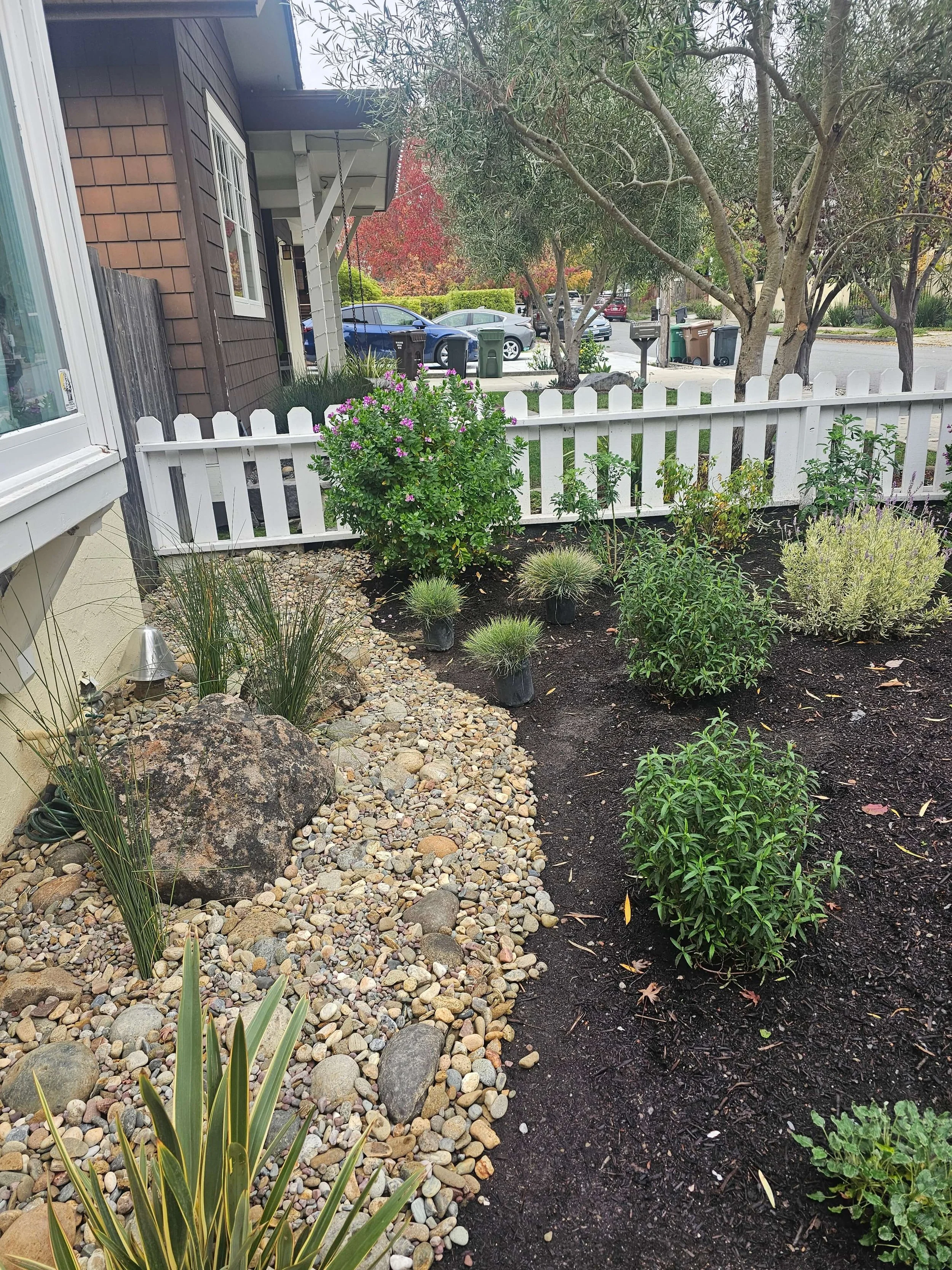 A garden with various plants and shrubs separated by a white picket fence. There are decorative rocks on the left side and green grass. Several cars are parked on the street beyond the fence, with trees and houses visible in the background.
