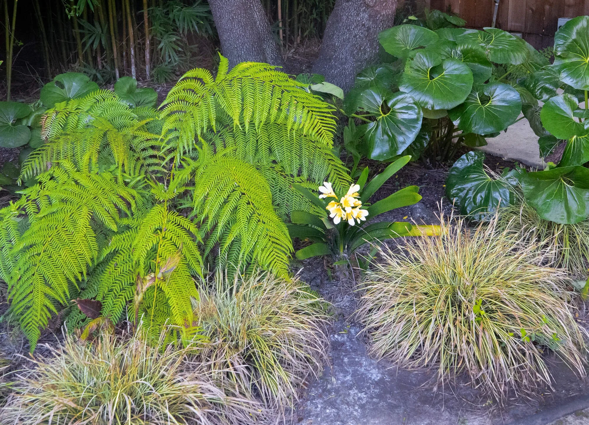 A garden bed with green foliage including ferns, large leafy plants, and ornamental grasses, with white and yellow flowers among the plants.
