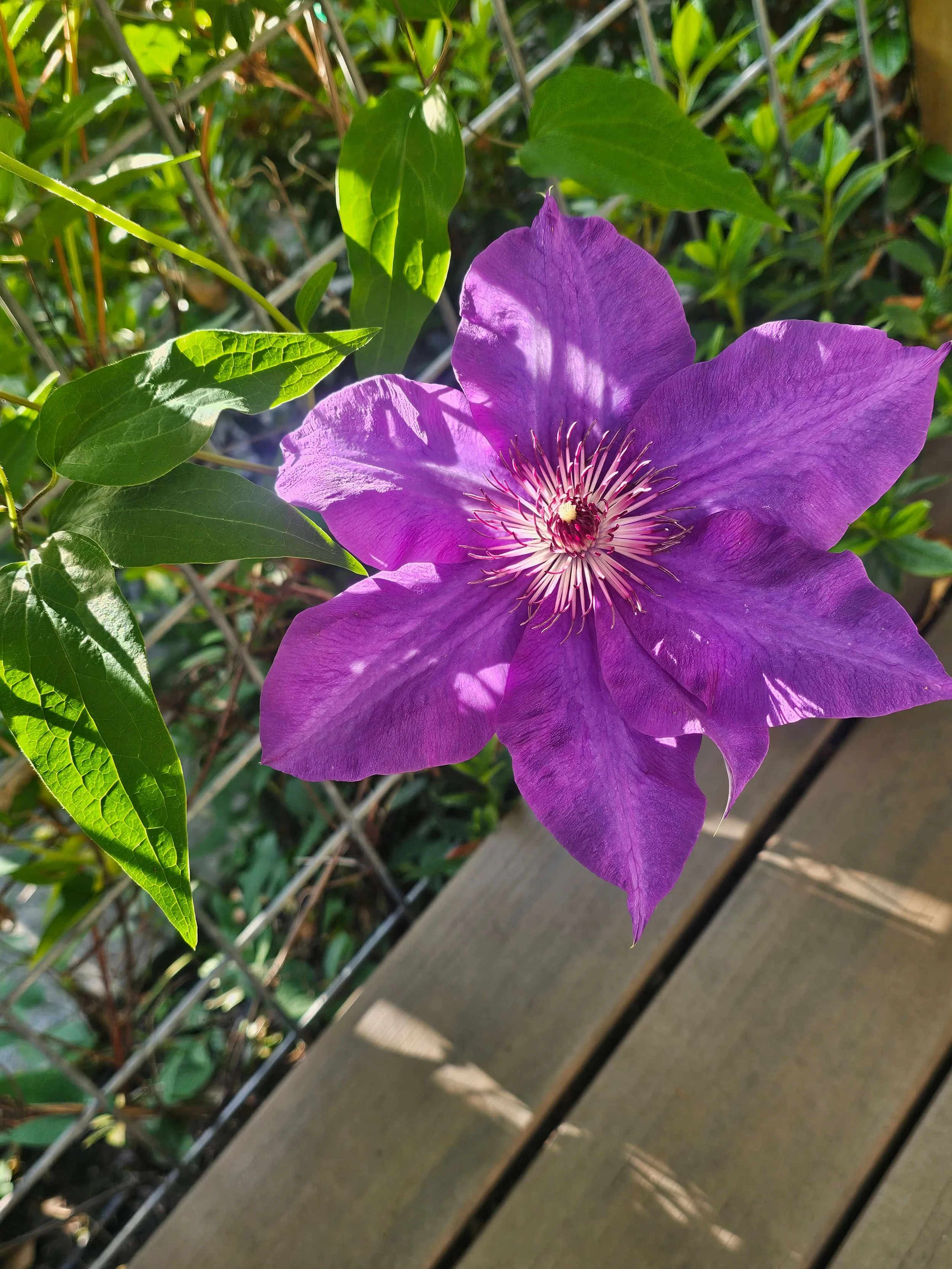 A close-up of a purple clematis flower with multiple petals and a prominent center, surrounded by green leaves and a wooden fence.