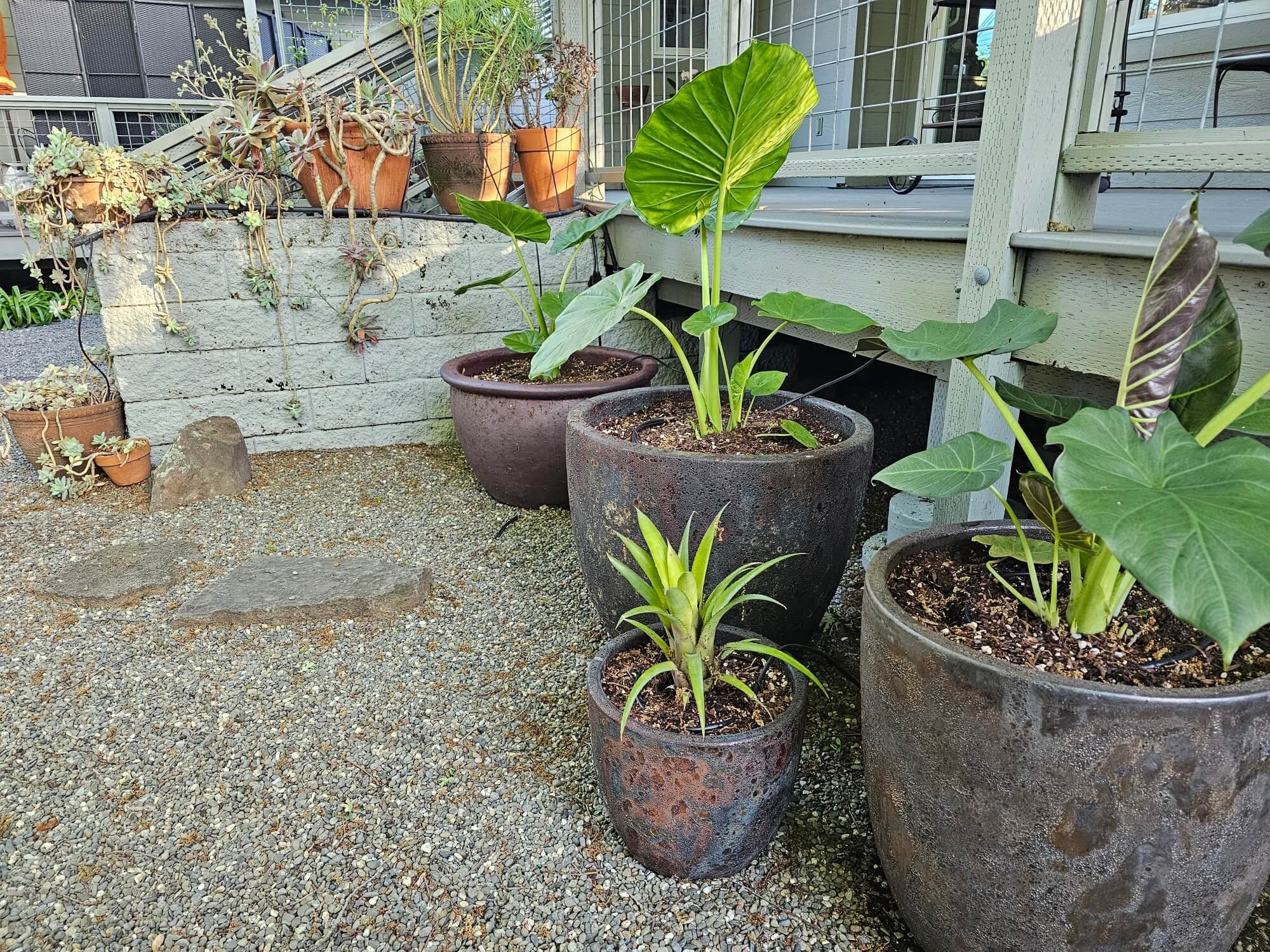 Various potted plants, including a large leafy plant, arranged on a gravel surface and a raised surface in an outdoor setting.