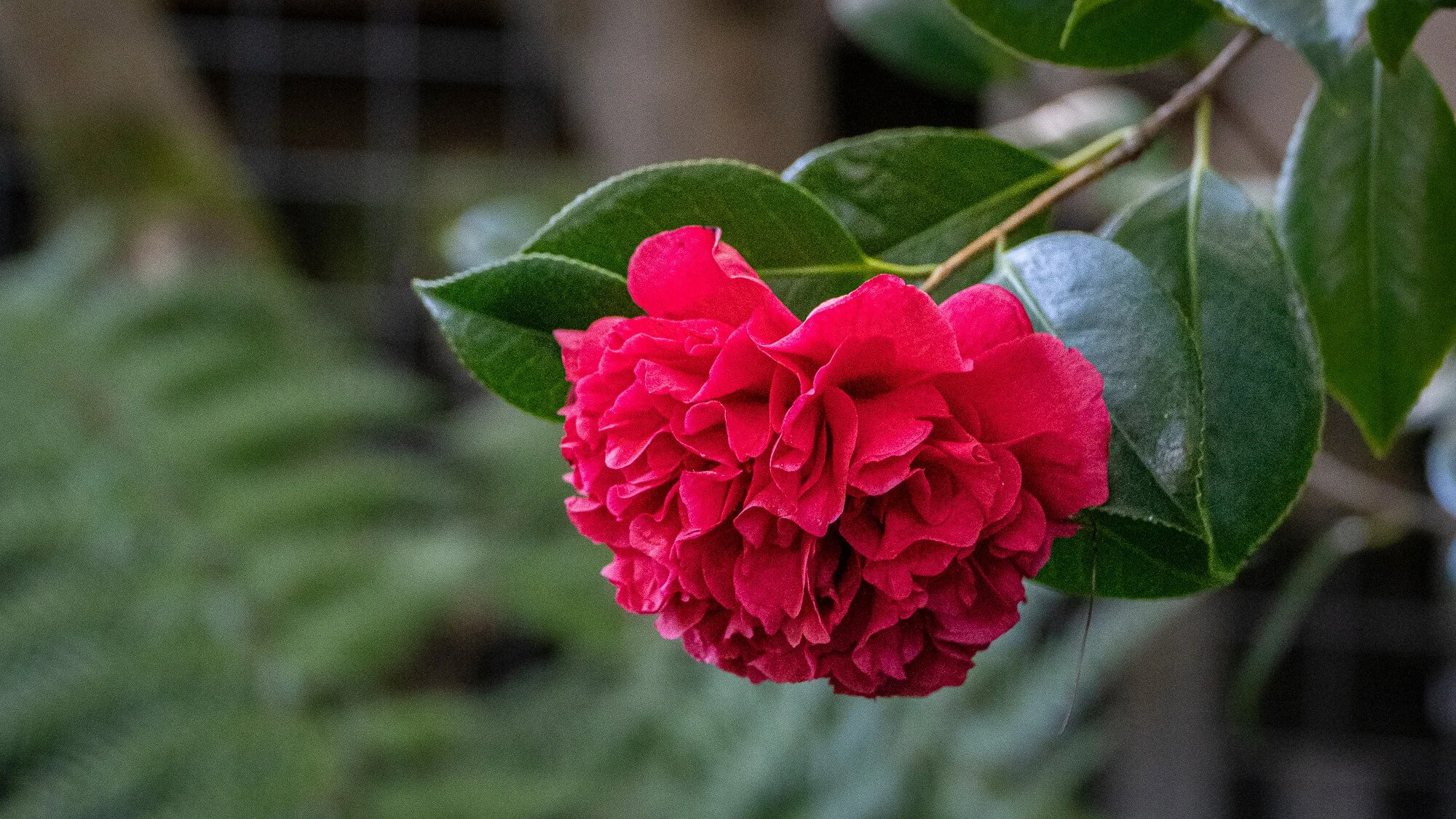 A close-up of a pink camellia flower with lush green leaves on a branch.