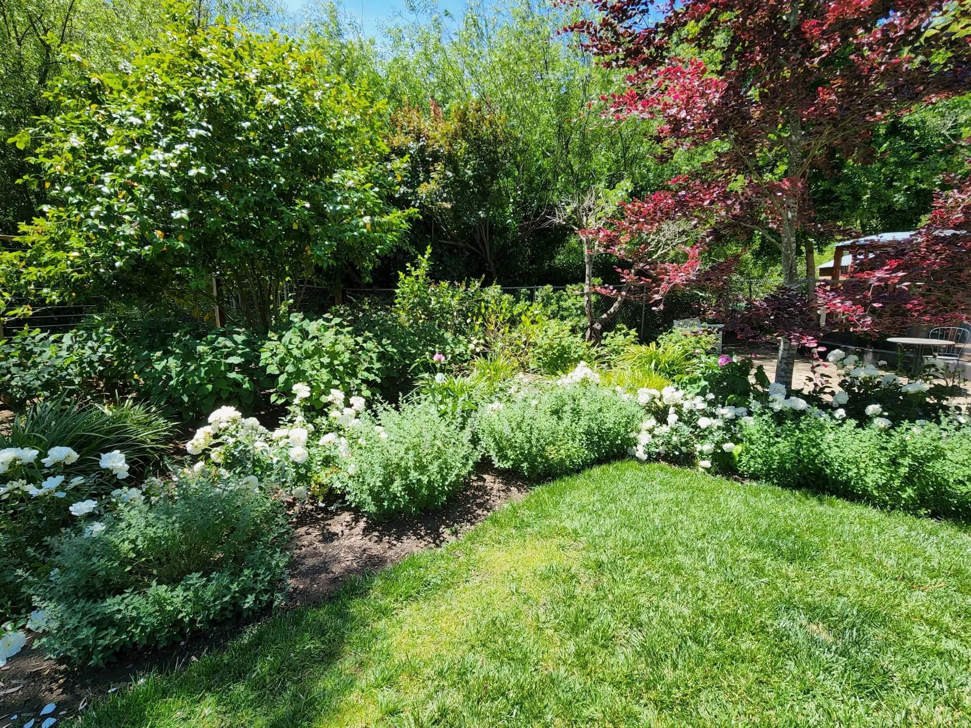 A lush backyard garden with a variety of green bushes, trees, and flowering plants, including white and purple flowers, with a well-maintained grassy area in the foreground.