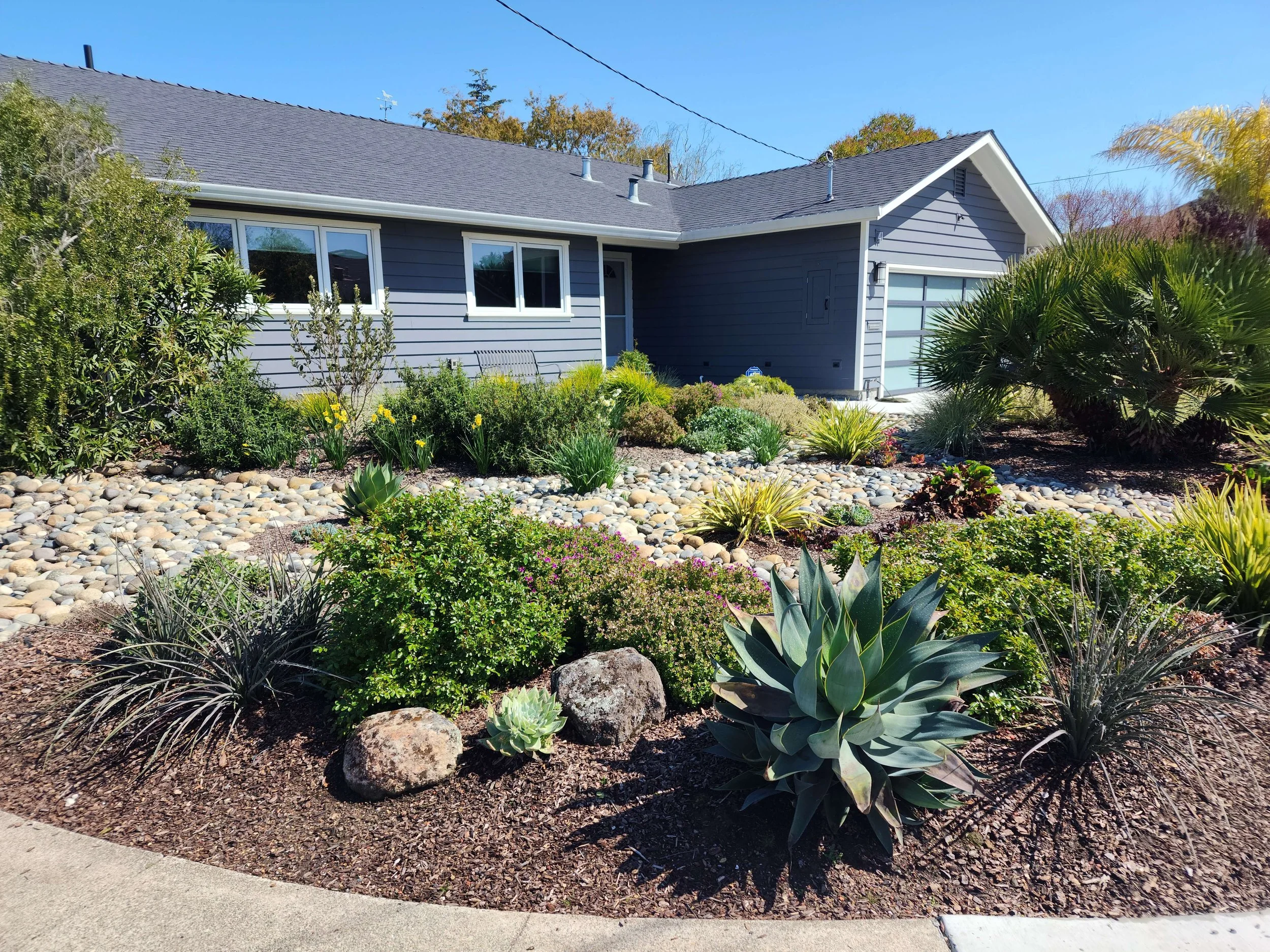 A suburban house with grey siding and a dark shingle roof, surrounded by a landscaped garden with various green plants, succulents, and rocks, and a concrete sidewalk in the foreground.