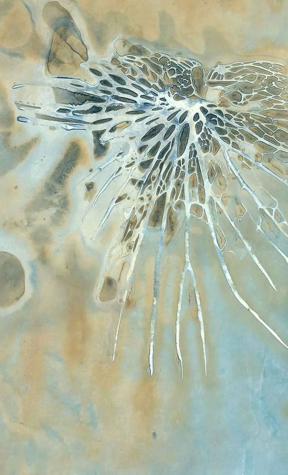 platycerium-superbum-shield_cropped.jpg