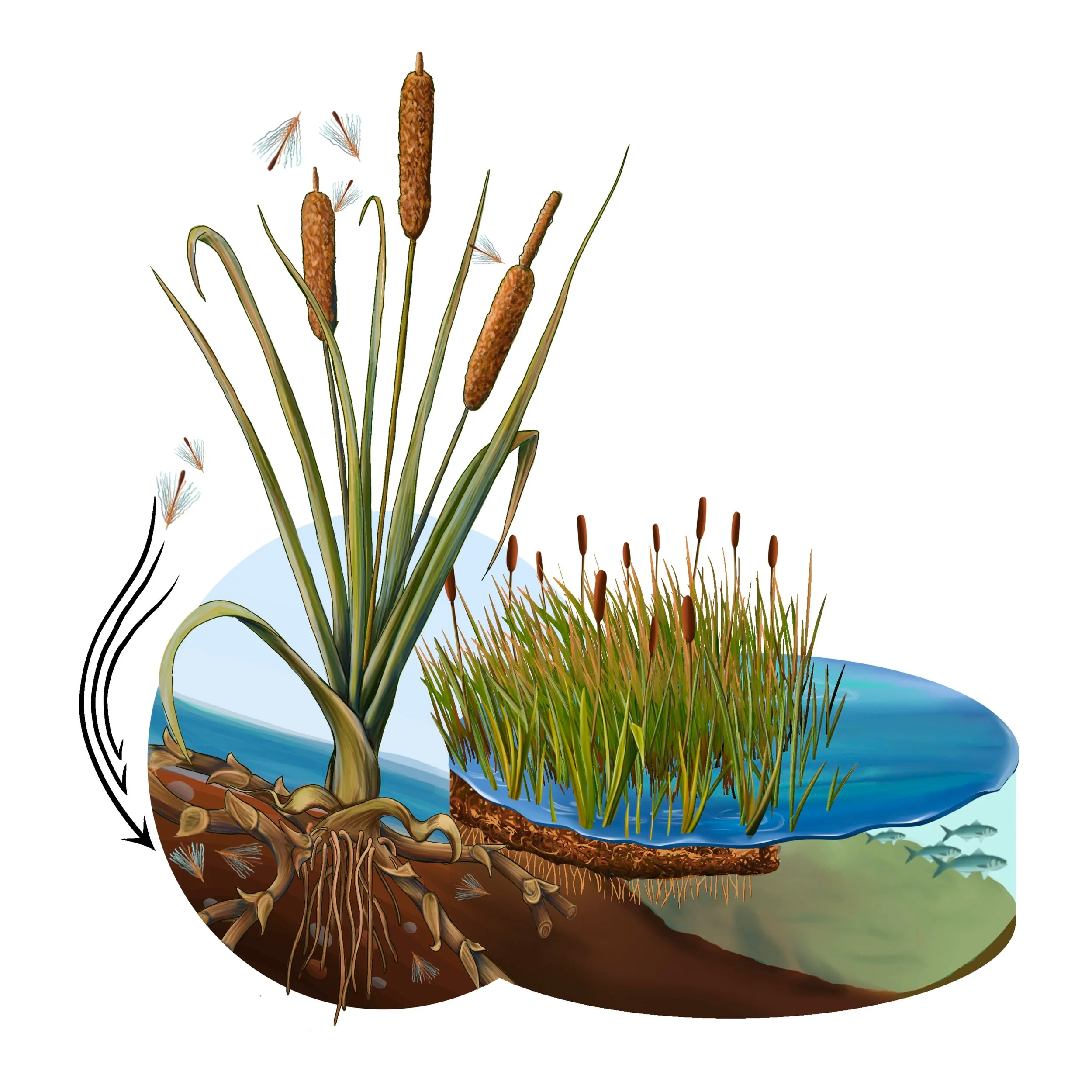 Scientific Illustration & Design