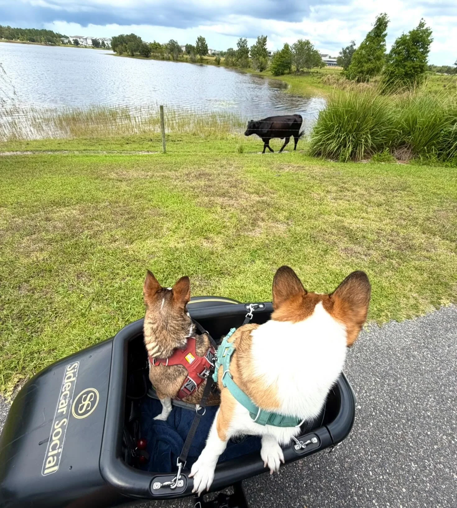 Gyzmo: &lsquo;What happened to that dog?&rsquo;
 Gatsby: &lsquo;I don&rsquo;t know, but I&rsquo;m staying in the sidecar.&rsquo; 😂🐄