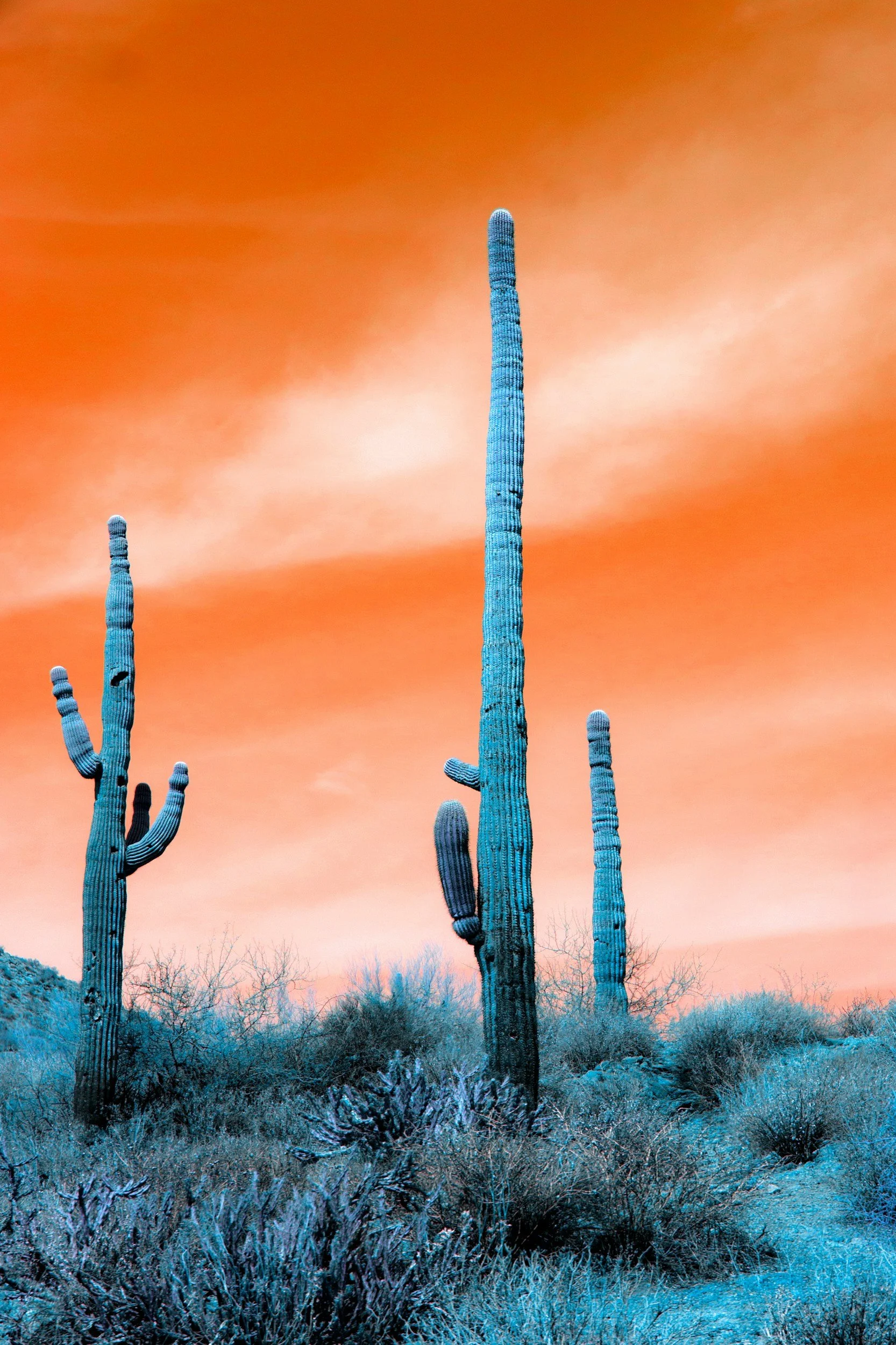 Three tall, lone cactus plants stand in the dessert against an orange sky